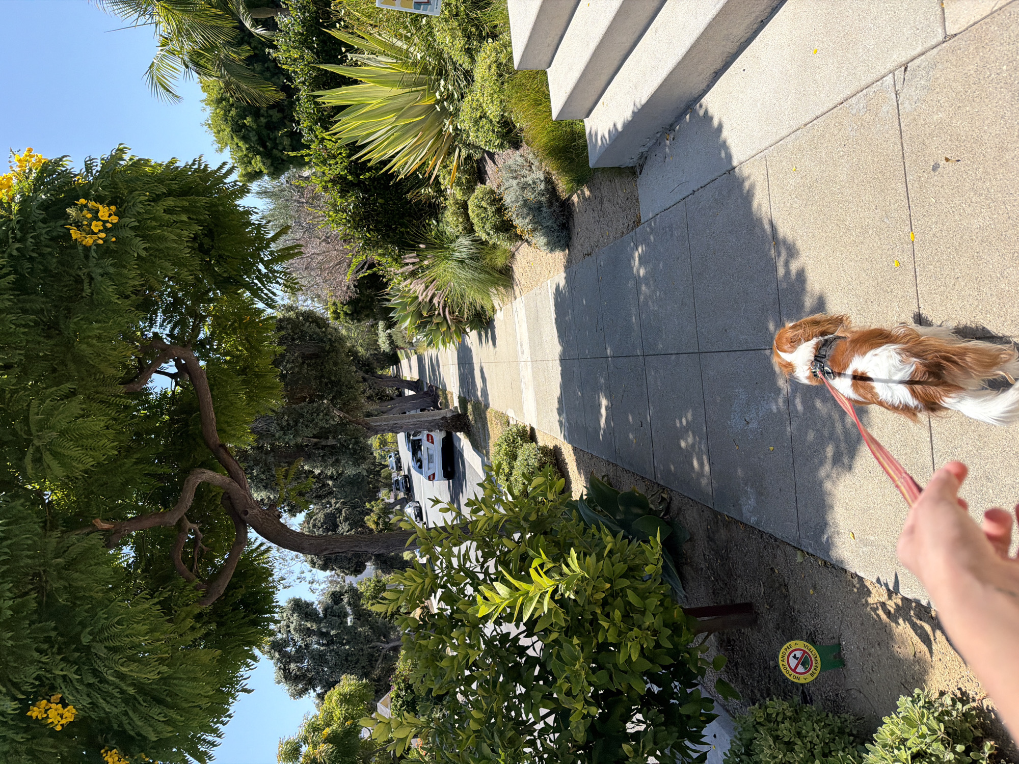 The image depicts a sun-drenched sidewalk scene in Santa Monica, California. A person's hand holds a red leash attached to a Cavalier King Charles Spaniel, which is walking ahead on the sidewalk. The dog has a tri-color coat of brown, white, and tan. The sidewalk is paved with concrete squares and shaded by the foliage of mature trees lining the street.
To the left of the sidewalk, a small, green sign with a yellow circle and a red prohibition symbol indicates "NO SOOP AND PEE BE RESPECTFUL." Adjacent to the sign is a lush green bush. Further left, a young tree with vibrant green leaves is visible, and beyond that, a row of parked cars and other trees line the street.
To the right of the sidewalk, a well-maintained garden features a variety of plants, including tall agave plants with spiky, variegated leaves, ornamental grasses, and smaller green bushes. A set of light-colored concrete stairs leads up from the sidewalk to a property. The sky above is a clear, bright blue. The overall impression is one of a pleasant, sunny day in a residential area of Santa Monica.