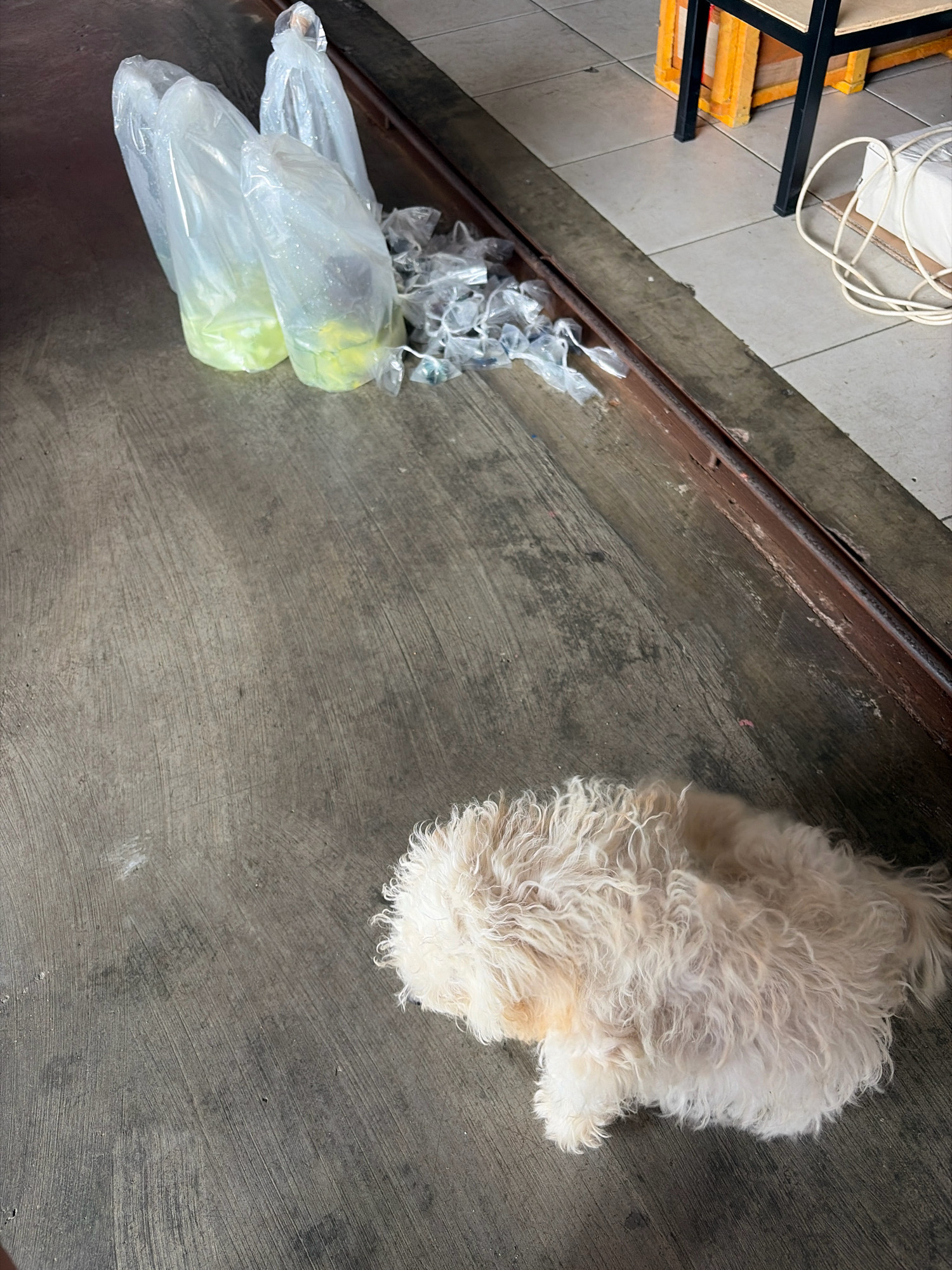 In an outdoor setting, likely near a doorway or threshold, three plastic bags containing a yellow liquid are lined up on a textured concrete surface. Adjacent to these bags are several smaller, crumpled plastic bags. In the foreground, a light-colored, curly-haired dog is resting on the concrete. The background shows tiled flooring and what appears to be a shelf or furniture. The scene suggests an everyday moment in Tanjung Pinang, Indonesia, with common household items and a pet.