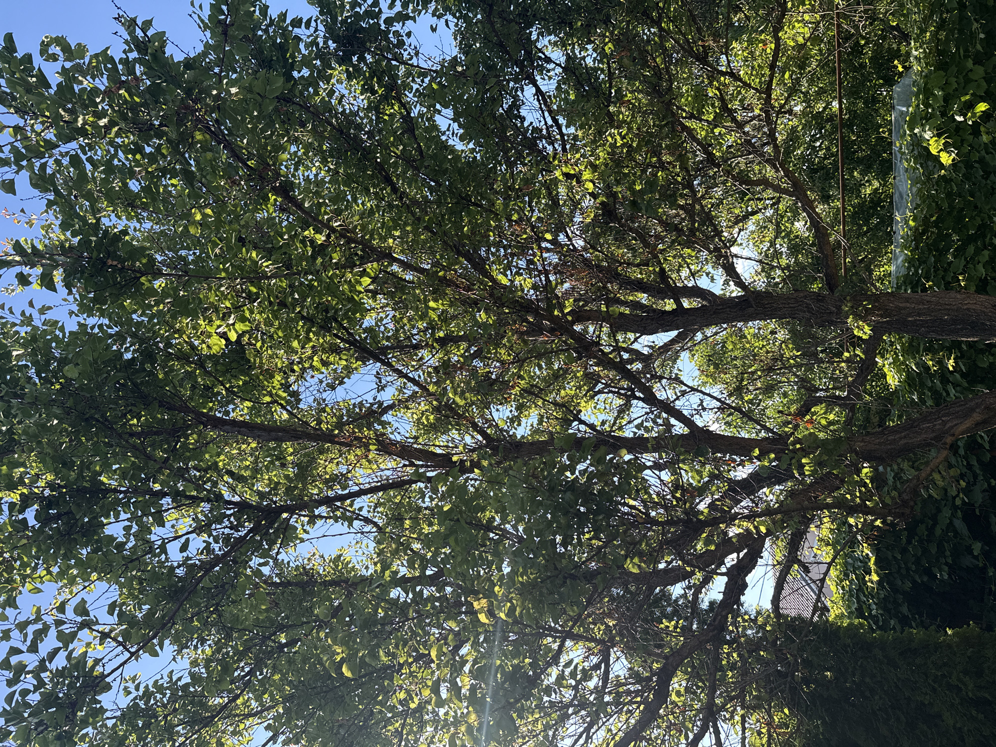 This media file depicts a close-up, low-angle view of a tree's branches and leaves against a bright blue sky. The sunlight filters through the dense foliage, creating dappled patterns and highlighting the vibrant green of the leaves. Some branches are thick and gnarled, suggesting an mature tree, while others are more slender. In the upper right portion of the image, a dense wall of ivy or another climbing plant is visible, its leaves catching the sunlight. Further back, a white structure, possibly a building, with a patterned surface is partially obscured by the greenery. A thin, vertical brown pole or stake is also present among the branches. The scene conveys a sense of natural beauty and tranquility on a sunny day. The clear blue sky suggests fair weather, and the bright sunlight indicates it is likely daytime, possibly late morning or afternoon. The presence of a building and cultivated greenery suggests a residential or park-like setting. No people or text are visible in the image.