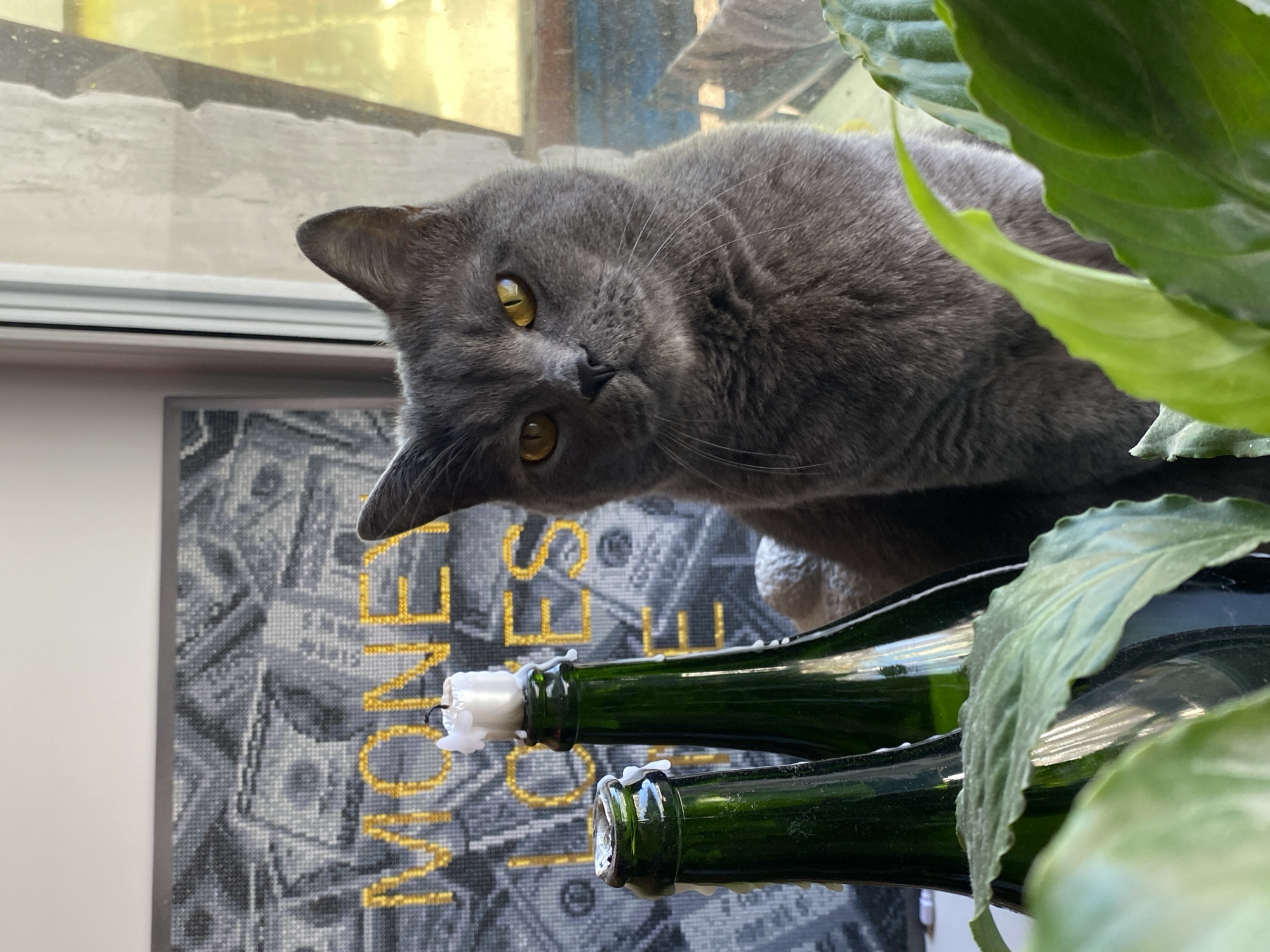A gray cat with yellow eyes is perched atop two green glass bottles that have white candles sticking out of their openings. The bottles are positioned near a framed artwork with the word "MONEY" in gold letters superimposed over a background of stylized US dollar bills. A green leafy plant partially obscures the right side of the image. The scene appears to be indoors, near a window. There is no indication of the city of Votkinsk, Russia, or any other location. No people are visible in the image.