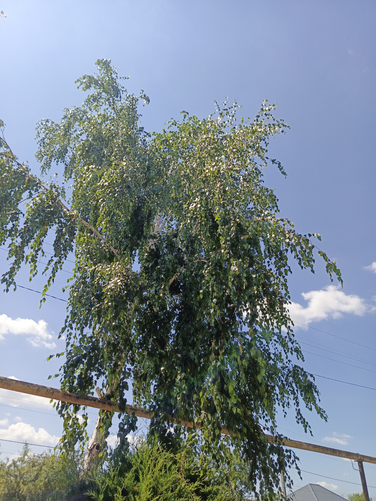 The image shows a tall birch tree with green leaves against a clear blue sky with a few white clouds. A rusty metal pipe runs horizontally across the lower part of the frame, in front of the tree. Below the pipe, green bushes and trees are visible, and a roof of a house can be seen in the far background. The scene appears to be in the city of Staronizhestebliyevskaya, Russia, likely outdoors in a residential or garden area, under bright daylight.