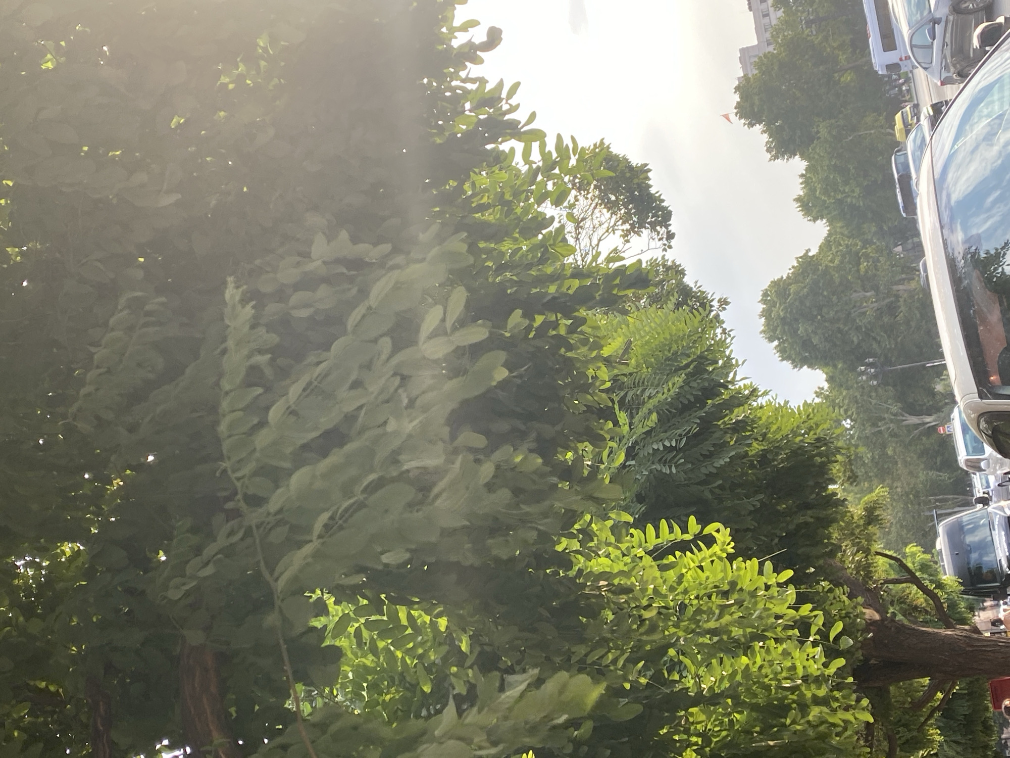 The image depicts a street scene in Yerevan, Armenia, with a focus on lush green trees overhanging the road. Sunlight filters through the leaves, creating a bright, almost hazy effect. Several vehicles are visible on the street, including a black van, a white van, and a gray car. In the background, there are more trees and buildings, one of which has a flag on top. The overall impression is of a sunny day in a city park or a tree-lined avenue.