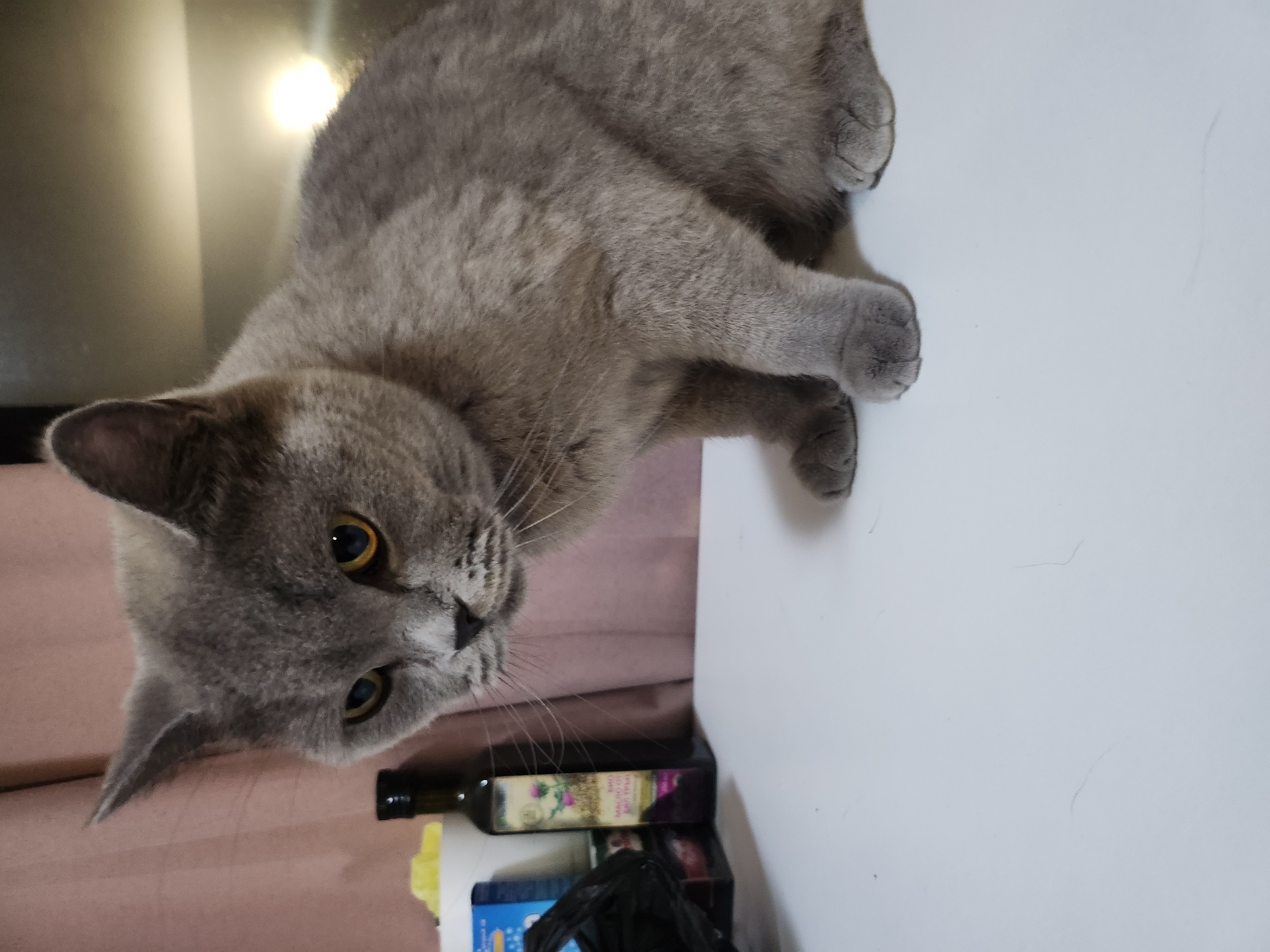 A British Shorthair cat with gray fur and yellow eyes is sitting on a white surface, likely a table. The cat is looking down and to the left. In the background, there is a pink curtain, a bottle of oil, and some boxes. A bright light is reflecting in the background, possibly from a window or a lamp. This scene is not located in Tsarevo, Bulgaria, as there are no visual cues to suggest this specific location.