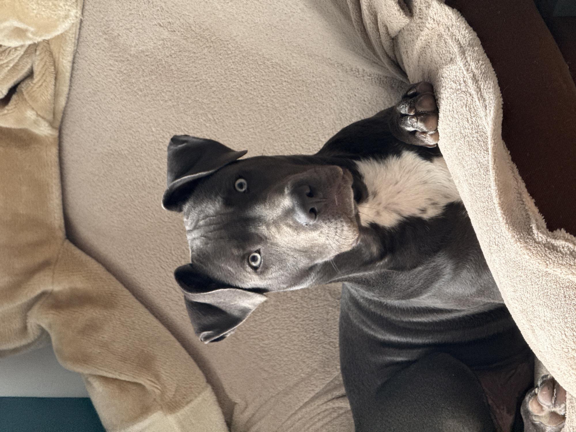 A blue-gray pit bull-type dog with a white patch on its chest is lying upside down in a beige dog bed. The dog's head is tilted, looking at the camera with light-colored eyes. Its paws are touching the beige side of the bed. The environment is indoor. The location is not discernible from the image and there is no information to suggest it is in Varna, Bulgaria.