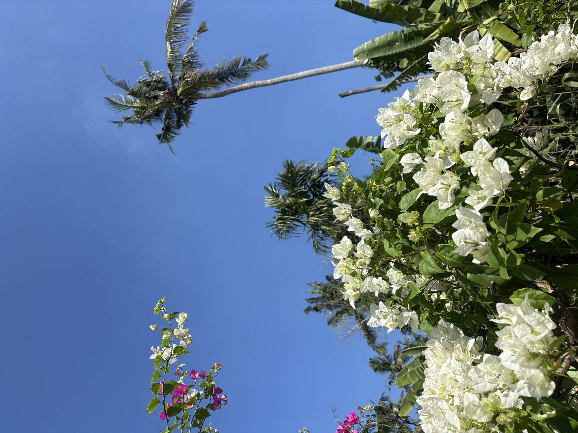 The image, taken from a low angle, shows a vibrant blue sky in Cemagi, Indonesia. Palm trees are visible against the sky, with one extending diagonally across the frame. To the right, a cluster of white bougainvillea flowers cascades from a green leafy plant. At the bottom left corner, another bougainvillea plant with pink and white flowers can be seen. The composition is dominated by the clear sky, highlighting the tropical vegetation.