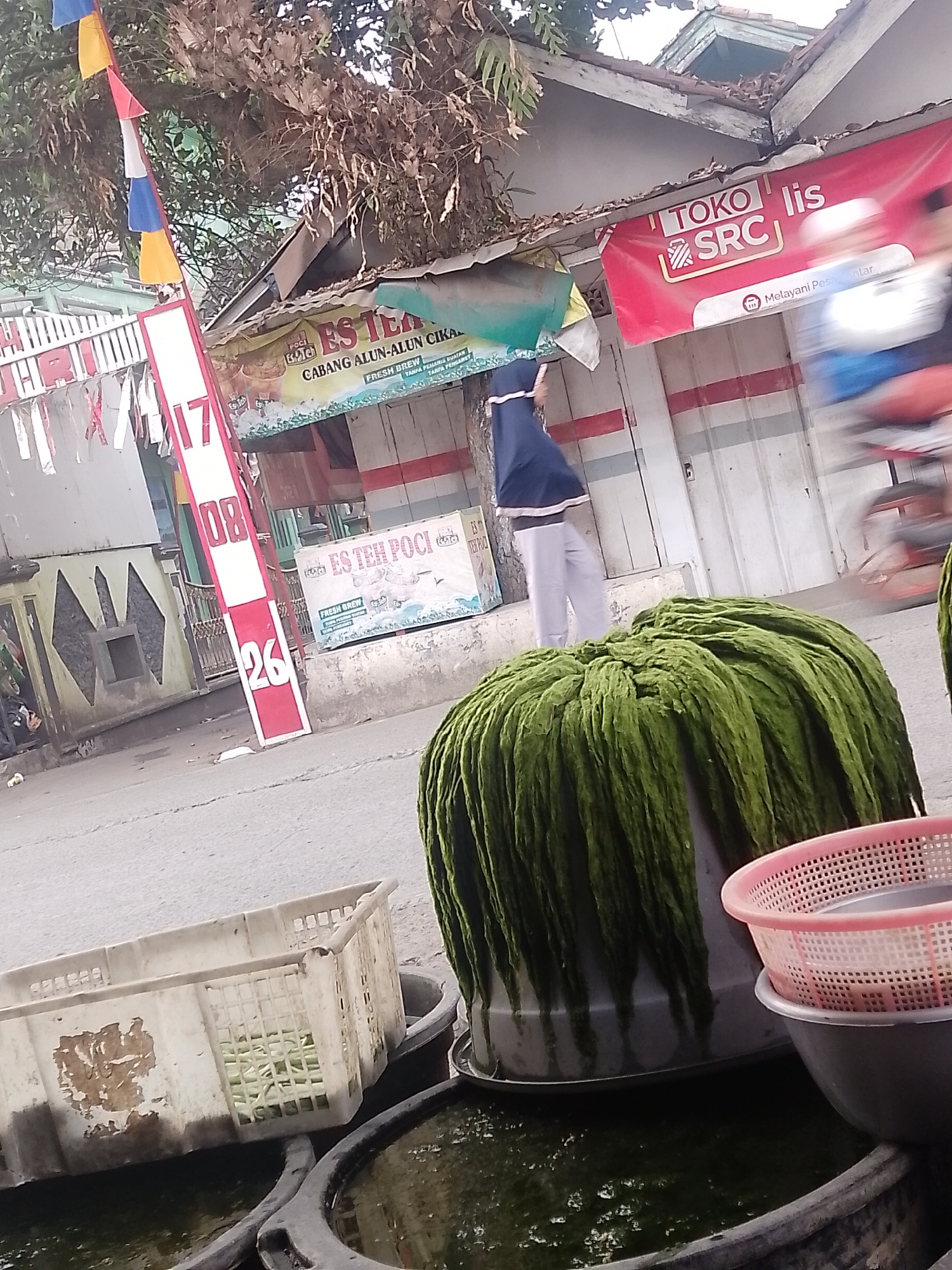 In the city of Cikalongkulon, Indonesia, this scene depicts a street-level view of a market or roadside stall. A person wearing a dark blue hijab and grey pants stands near a building, looking away from the camera. In the foreground, a large, dark container holds a mound of green, stringy material, possibly algae or a type of seaweed, with a pink plastic sieve and a dark grey bowl stacked on top of it. To the left, a white plastic crate filled with light green produce sits partially submerged in a dark liquid within another large container. Behind the green material, a white plastic crate is visible. In the background, a building with a red banner bearing "TOKO SRC" and Indonesian text is prominent. Further left, a red and white sign with the numbers "17", "08", and "26" is displayed vertically. Additional banners, one advertising "ES TEH POCi" with text about "FRESH BREW", are also visible on the building. The environment appears to be an outdoor public space with a paved surface in the foreground and a building structure in the background, suggesting a commercial area.