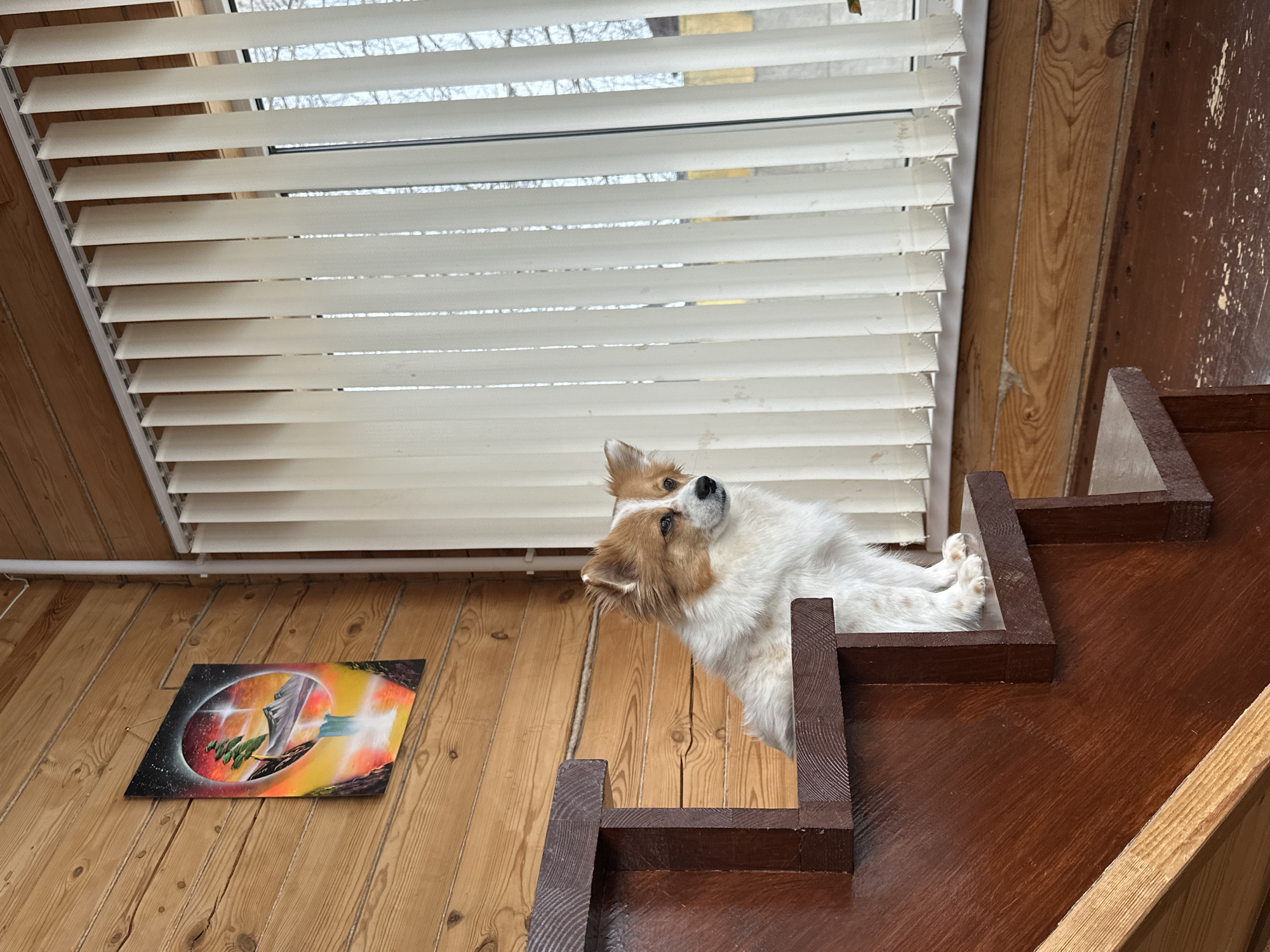 The scene depicts an interior room in Kazan, Russia, constructed primarily of light brown wooden planks for walls and a darker brown wooden floor showing signs of wear. A small, long-haired dog with white fur and light brown markings on its head and ears sits on the third step of a dark brown wooden staircase, facing right and appearing to look out a large window. The window is equipped with beige vertical blinds that are partially open, revealing a glimpse of bare tree branches and a distant light-colored building or fence under a muted sky. To the upper left, on the wooden wall, hangs a rectangular painting featuring a surreal landscape within a circular frame, showcasing a floating island with a green tree, a waterfall, mountains, and a vibrant cosmic background with stars in shades of red, orange, and yellow. A white vertical pipe is visible running along the wall near the top right corner of the window. No people are present.