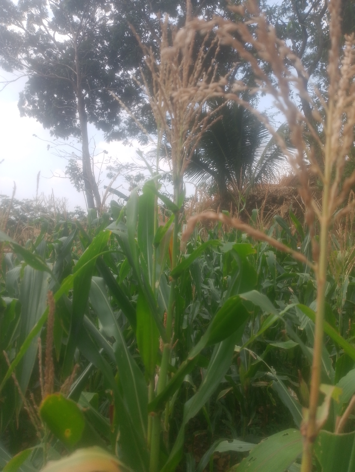 The image depicts a cornfield with mature corn stalks and leaves, some bearing developing ears of corn. Tall trees with dense foliage and a palm tree are visible in the background, suggesting a rural or agricultural setting. The sky appears overcast. The image is taken from a low angle, focusing on the corn plants in the foreground. No people or animals are present. The scene is consistent with a cornfield in a tropical or subtropical region, possibly in Kalapadua, Indonesia, given the presence of palm trees and lush vegetation.