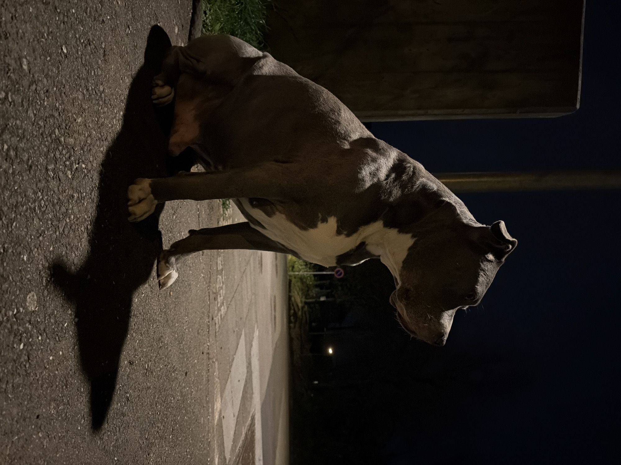 A dog stands on a paved surface next to a curb in Esch-sur-Alzette, Luxembourg. The dog is primarily gray with white markings on its chest and paws. The environment suggests it is nighttime, illuminated by sparse lighting, with a building in the background.