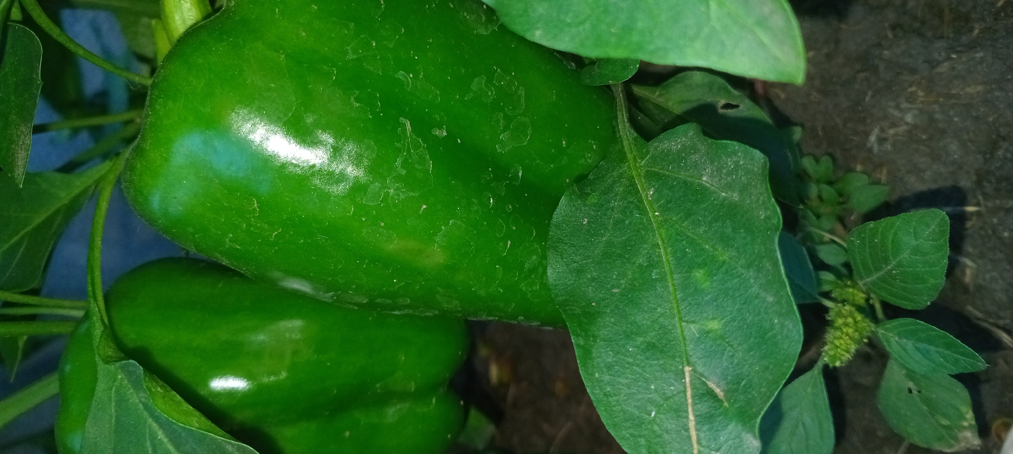 The image shows a close-up view of two green bell peppers growing on a plant. The peppers are glossy and appear to be healthy, with some slight imperfections on the surface of the larger pepper. Green leaves surround the peppers, with some of the leaves in the foreground and others in the background. The plant is growing in dark soil. The lighting suggests it is daytime, and the overall scene is outdoors. There are no people or any other discernible objects or actions in the image. The location is described as Unknown, Unknown.