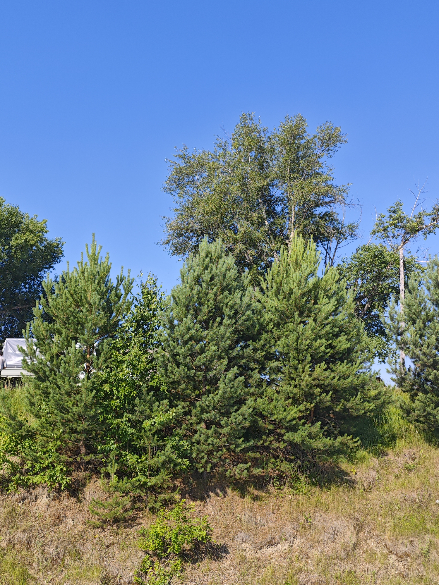 The image depicts a bright, sunny day in Galanino, Russia, with a clear blue sky dominating the upper half of the frame. A gentle slope covered in dry grass and small green bushes forms the foreground. A dense line of various trees stands on the slope, creating a natural barrier. On the left side of this tree line, a white structure, possibly a camper or trailer, is partially visible, suggesting a recreational or camping area. The trees consist of several pine trees with their characteristic green needles, interspersed with deciduous trees that show lush green foliage. One taller deciduous tree, likely a birch with its lighter bark, stands out amongst the pines. The scene is devoid of any human activity, presenting a serene, natural landscape.