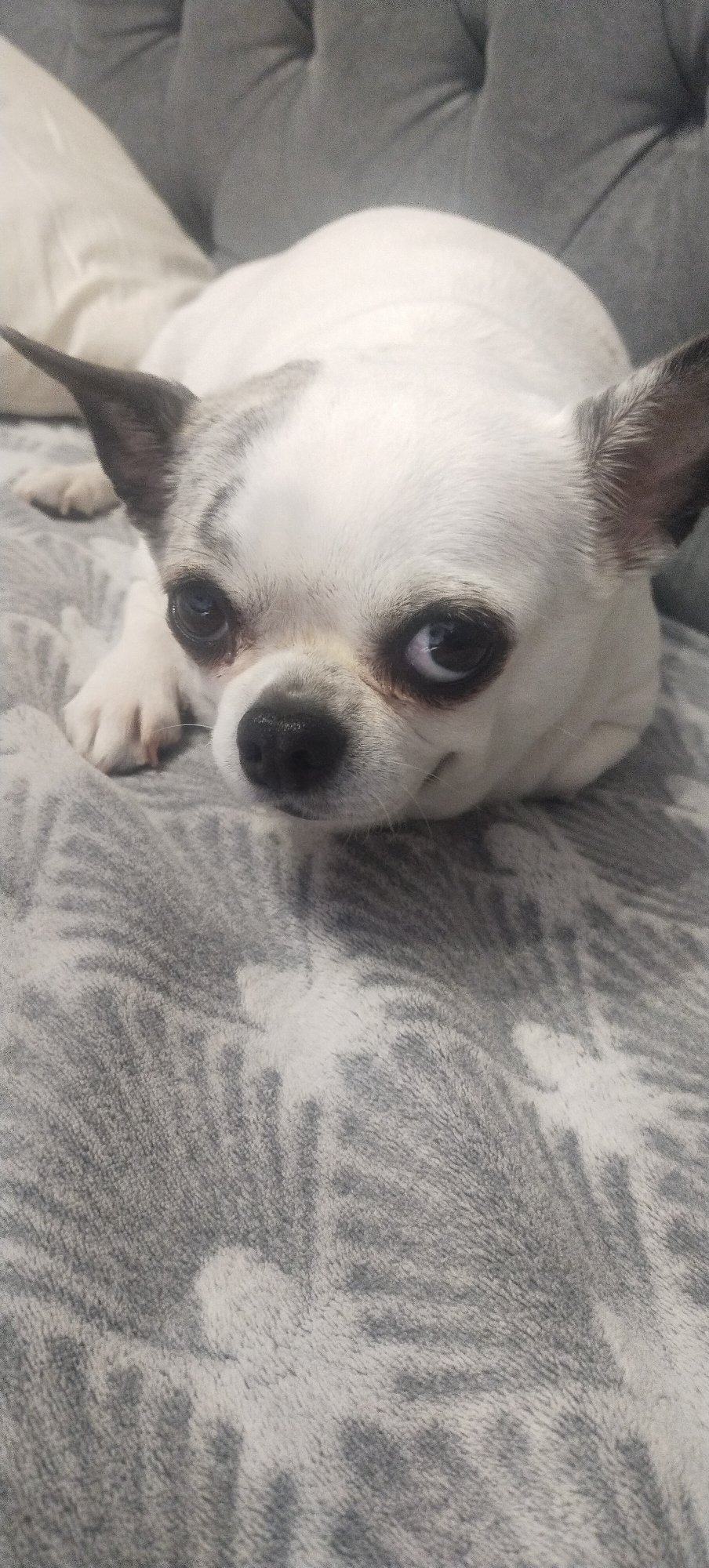 A white Chihuahua dog with dark markings on its ears and head lies on a grey, patterned blanket. The dog is looking directly at the camera with its head resting on the blanket. In the background, a tufted grey headboard of a bed is visible, along with a portion of a white pillow. The image appears to be taken indoors in a residential setting. There is no information in the image to suggest a location in Pisochyn, Ukraine.