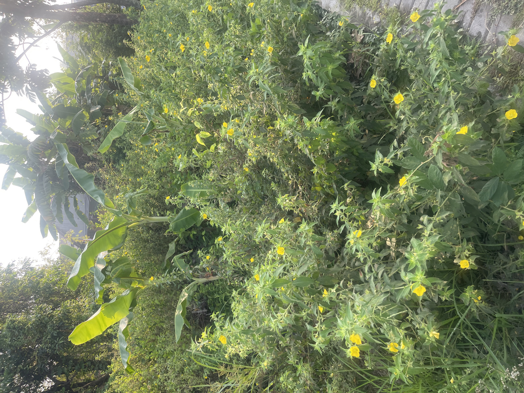 In Sugih Waras, Indonesia, a dense patch of lush green vegetation is teeming with small, bright yellow flowers. Banana trees with their broad leaves are visible in the background, their fronds catching the sunlight. The ground is covered in a thick carpet of leaves and small plants, with a paved path made of light grey stones bordering the right side of the scene. The overall impression is one of untamed natural beauty, with the yellow flowers adding pops of color against the dominant green foliage. The lighting suggests it is daytime, with the sun filtering through the leaves, creating a warm and inviting atmosphere.
