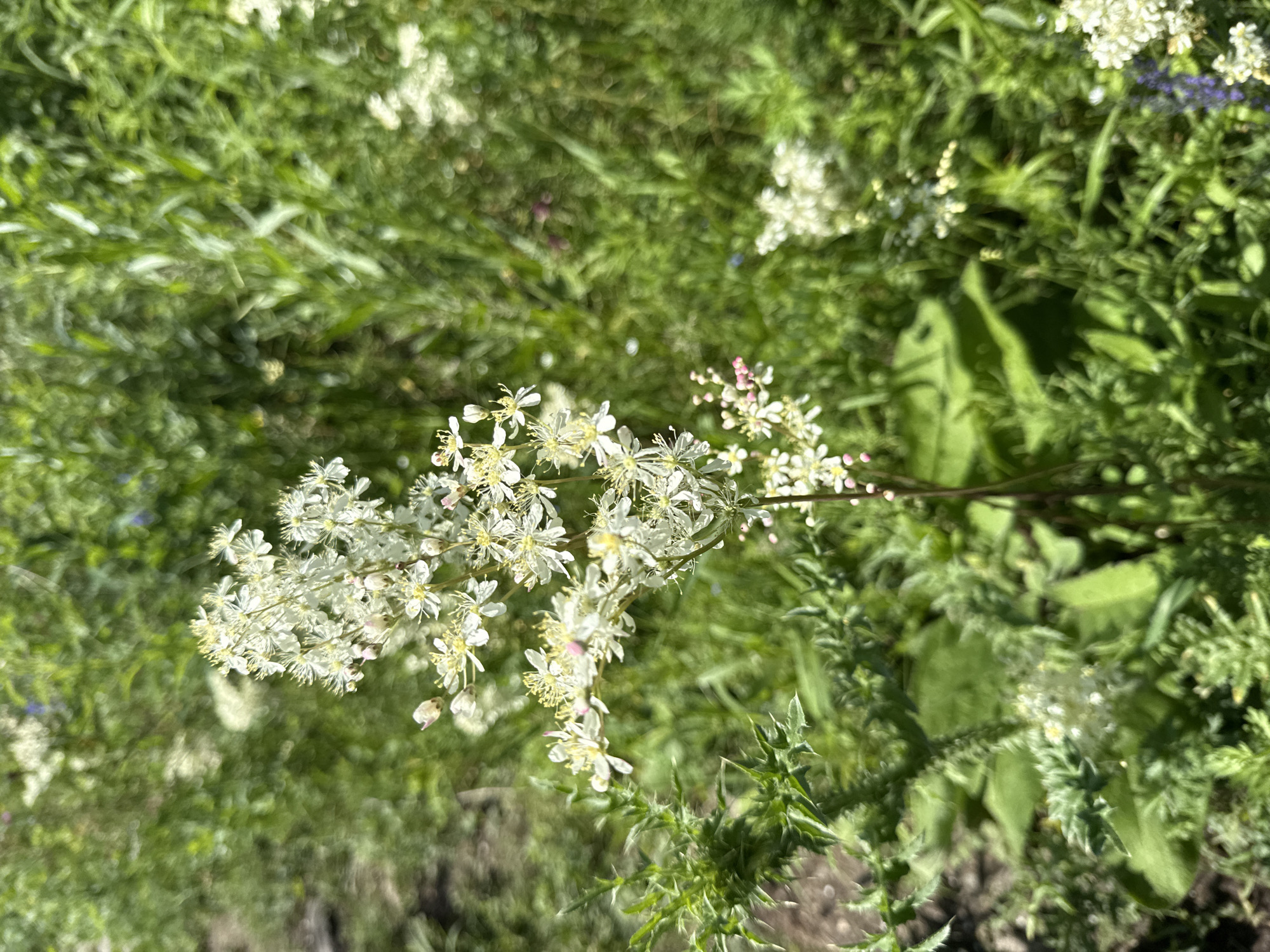 The image shows a close-up view of a cluster of small white flowers with yellow stamens, likely blooming in a natural setting. The flowers are arranged on a thin stem and are surrounded by lush green foliage, suggesting a garden or wild meadow. In the background, other plants and flowers create a soft, blurred effect. The lighting indicates a bright, sunny day. The scene is devoid of people and human activity. The location is specified as Leninsk, Russia.