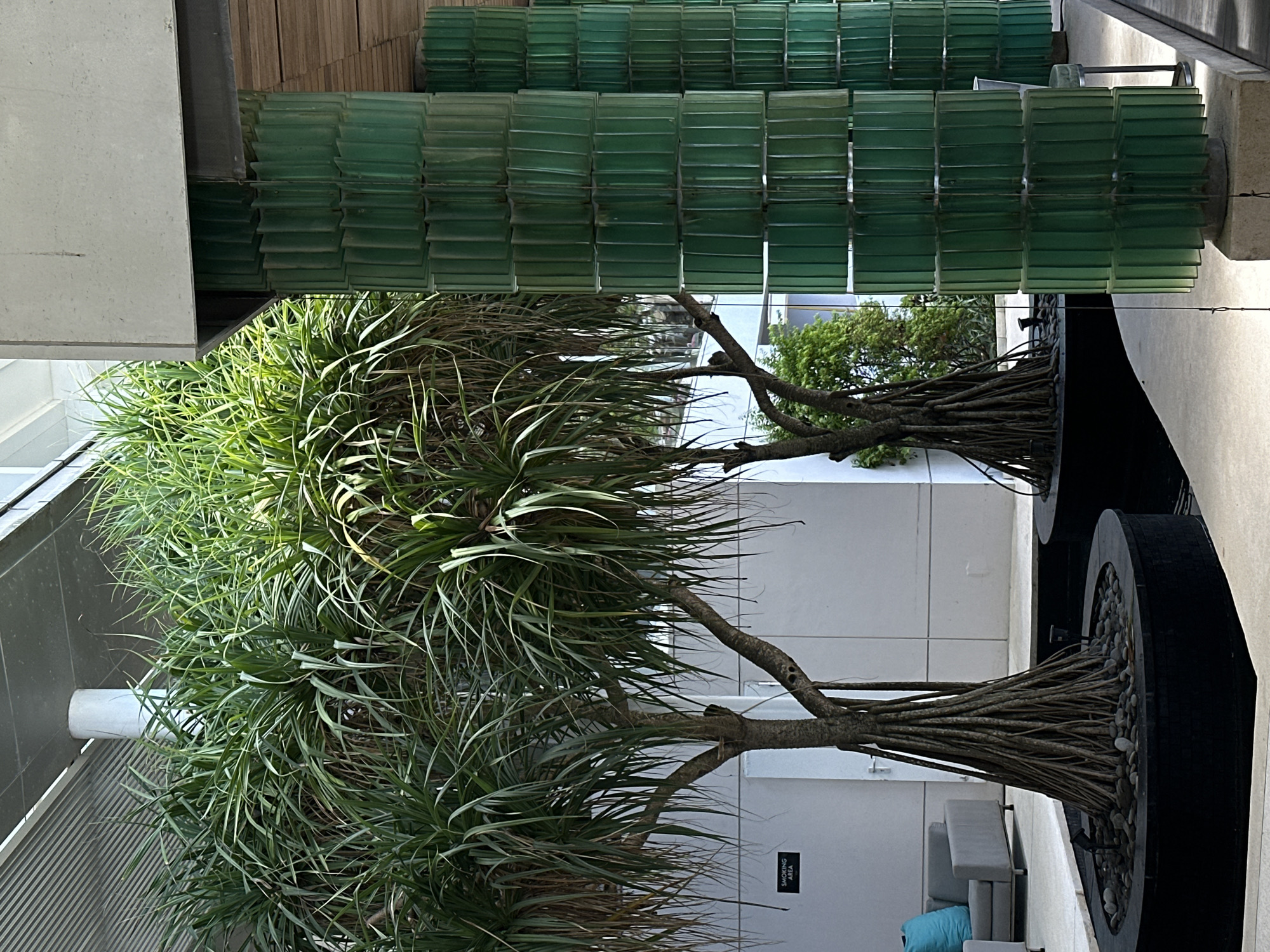 The image captures an outdoor space featuring a unique architectural design and landscaping. Two trees with dense, spiky foliage are planted in elevated, circular planters filled with pebbles. The tree trunks are bare and branch out, creating a sculptural effect. Above the trees is a stacked glass block structure, possibly a decorative architectural element or a shading device. The building exterior consists of smooth, light-colored walls, providing a neutral backdrop. Seating elements, including a gray couch and a blue pillow, suggest a relaxation or lounge area. A sign is affixed to the wall; on closer look, it reads "SMOKING AREA". Based on the location details, this scene is set in North Kuta, Indonesia.