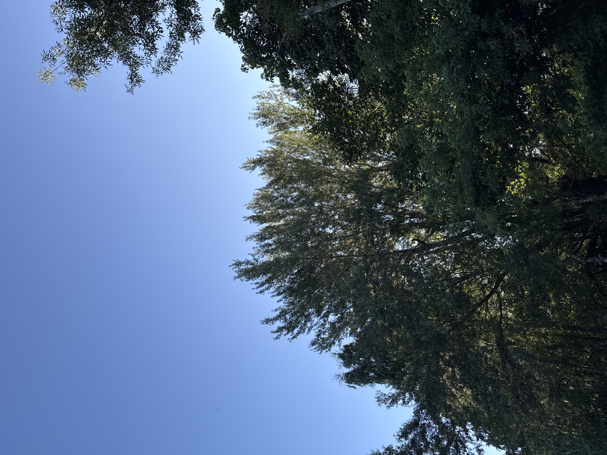 The image depicts a view of trees against a clear blue sky, taken from a low angle. The foliage is dense and predominantly green, with some areas catching sunlight, suggesting it is daytime. The location is identified as Tallinn, Estonia. There are no people, specific objects, or actions visible in the frame, only the natural environment of trees and sky. The composition focuses on the texture and layering of the leaves and branches, with the sky providing a backdrop of uninterrupted blue.