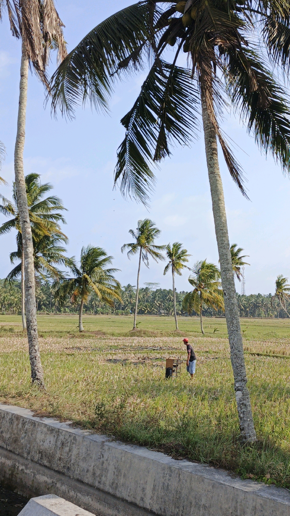 A vertical, eye-level outdoor shot captures a person standing in a field of dry grass and vegetation. The person, facing away from the camera, wears a red cap, a dark t-shirt, and light-colored shorts. Beside them is a small, dark object that appears to be a box or cooler.
The field extends into the background, where rows of green trees create a dense forest. Scattered among the trees and in the field are numerous palm trees, some with coconuts visible. The sky is clear and blue.
In the foreground, a concrete channel runs along the bottom left of the image, with grass and other vegetation growing on its banks and within the field. The scene is consistent with a rural landscape in Cintaratu, Indonesia, characterized by agricultural fields and abundant palm trees.