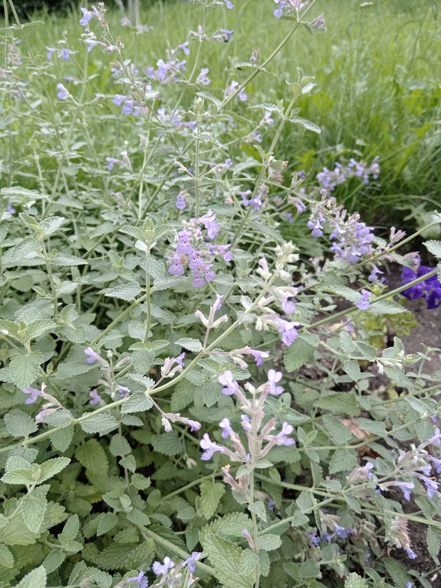 A close-up, eye-level shot captures a dense patch of catmint (Nepeta) plants in bloom. The plants exhibit numerous small, pale purple flowers clustered along upright stems, interspersed with fuzzy, light green leaves that have serrated edges. The background consists of out-of-focus green grass and darker, earthy soil. A single, darker purple flower is visible in the mid-right section of the image, suggesting other flora in the vicinity. No people or animals are present. This scene is located in Belogorsk, Russia.