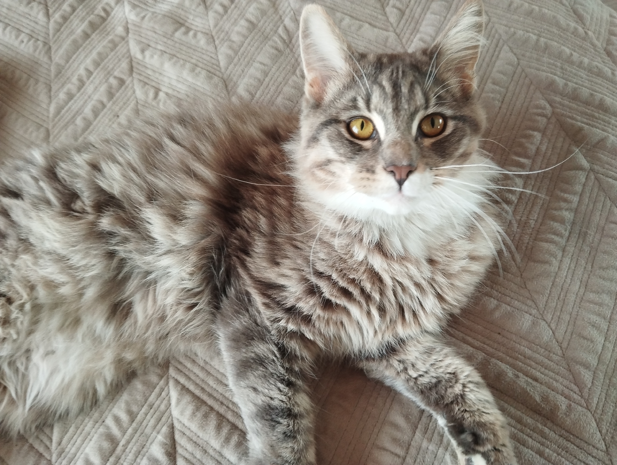 A gray tabby cat with long fur and yellow eyes lies on a beige quilted surface. The location is unknown, and there's no information to confirm it's in Grishanki, Russia.
