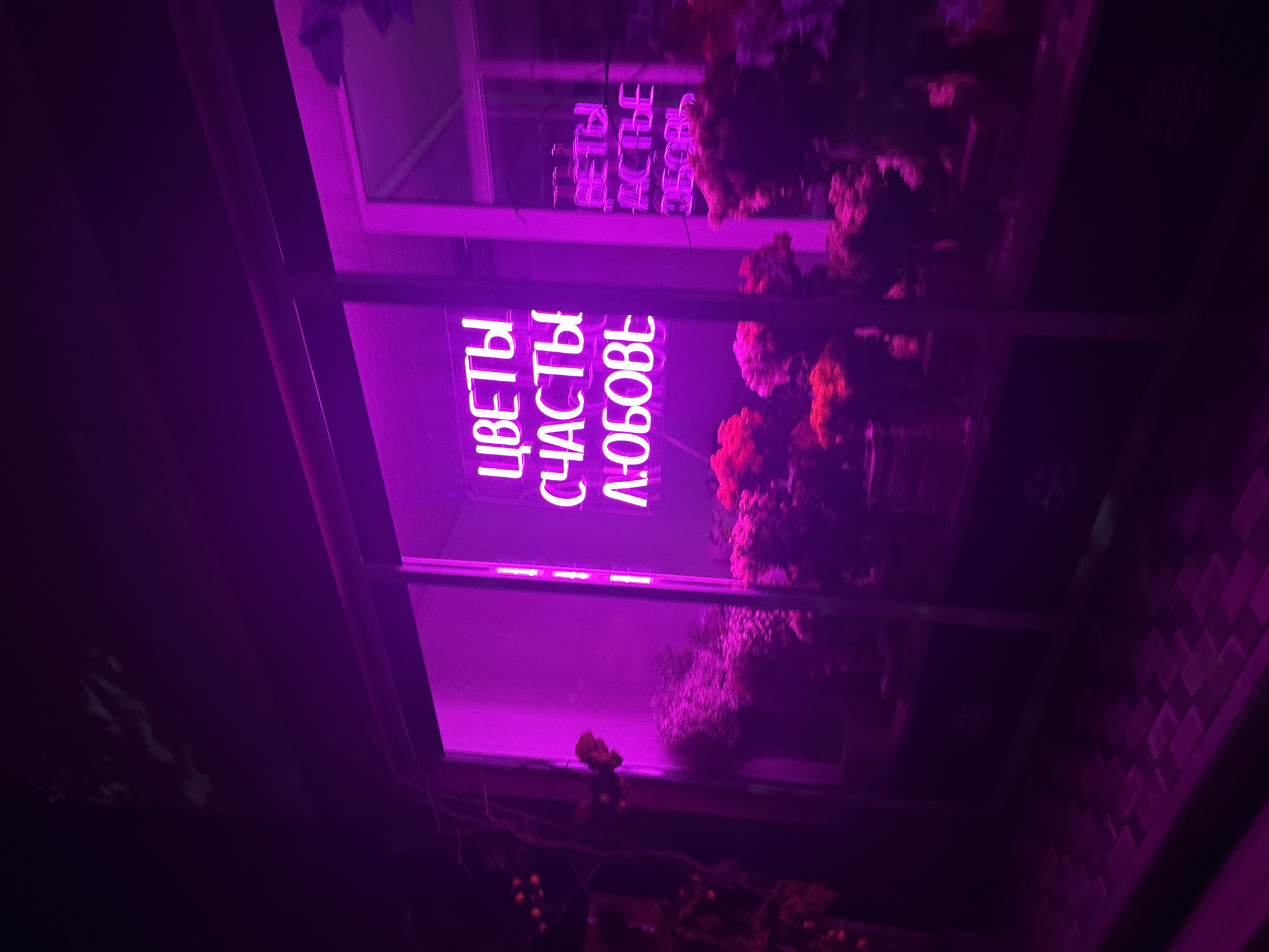 A neon sign reads "ЦВЕТЫ СЧАСТЬЕ ЛЮБОФЬ" in bright pink letters. The sign is displayed in the window of a flower shop. Inside the shop, flowers are arranged in vases and on shelves. The shop is illuminated by the neon sign and a purple light. The pavement outside the shop is also lit by the purple light. There is no visible sign of people or their interactions.