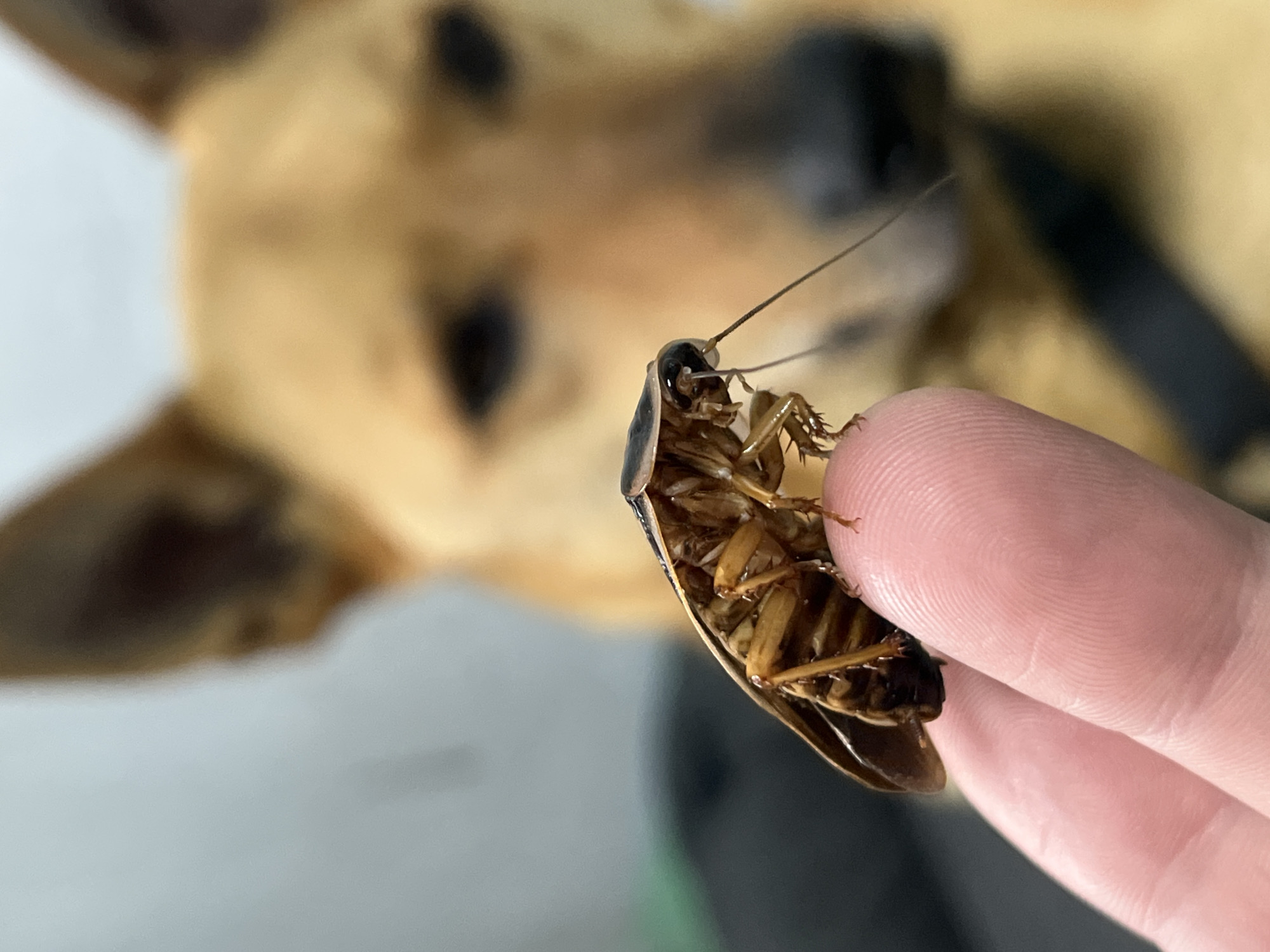 This close-up image captures an unusual interaction: a human hand holding a large cockroach, observed by a dog in the blurred background. The cockroach is held upside down by two fingers, revealing its segmented brown underbelly, multiple legs, and long, delicate antennae, all sharply in focus. The texture of the human skin on the fingers is also clearly visible.
In the soft-focus background, a light brown or tan-colored dog is partially visible, with darker markings around its eyes and nose, and a black collar or harness around its neck. The dog appears to be attentively observing the cockroach and the hand, its gaze directed towards the forefront of the image, suggesting curiosity. The setting appears to be an indoor environment, with a light-colored surface, possibly a wall or piece of furniture, visible on the left. No specific time of day or weather conditions can be determined, as the scene is indoors. No visible text is present in the image. This scene takes place in Nizhny Tagil, Russia.
