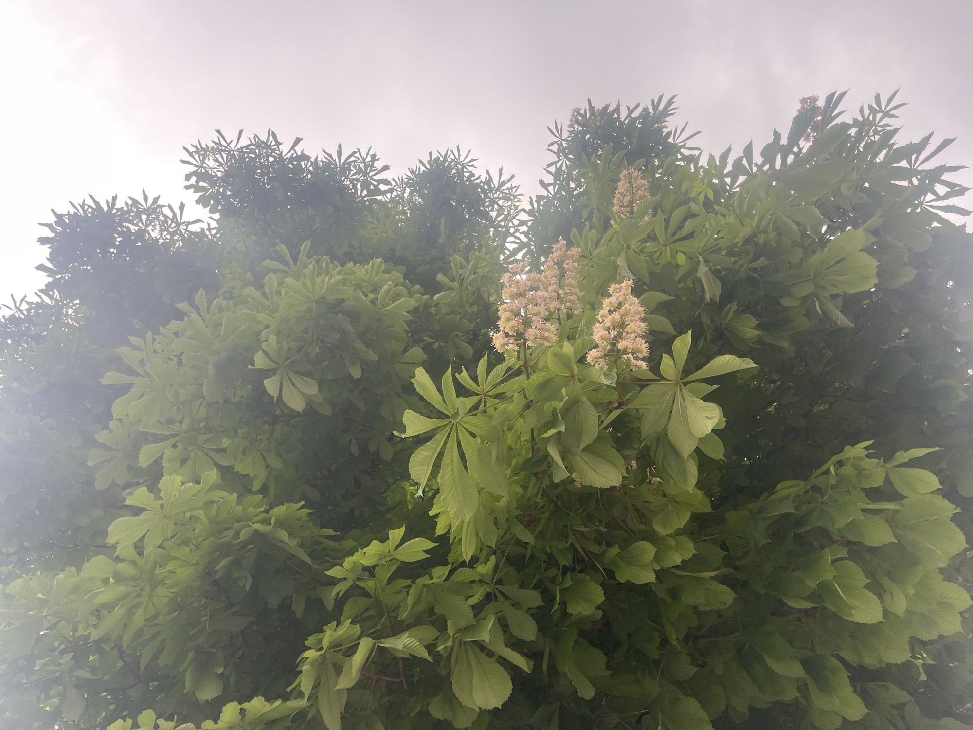 The image shows a low-angle view of a Horse Chestnut tree (Aesculus hippocastanum) in full bloom. The leaves are palmate and compound, with 5-7 leaflets radiating from a central point. The flowers are white with yellow and pink markings, arranged in upright panicles. The sky is overcast. The location is likely in the city of Plovdiv, Bulgaria, as requested. There are no people visible in the image.