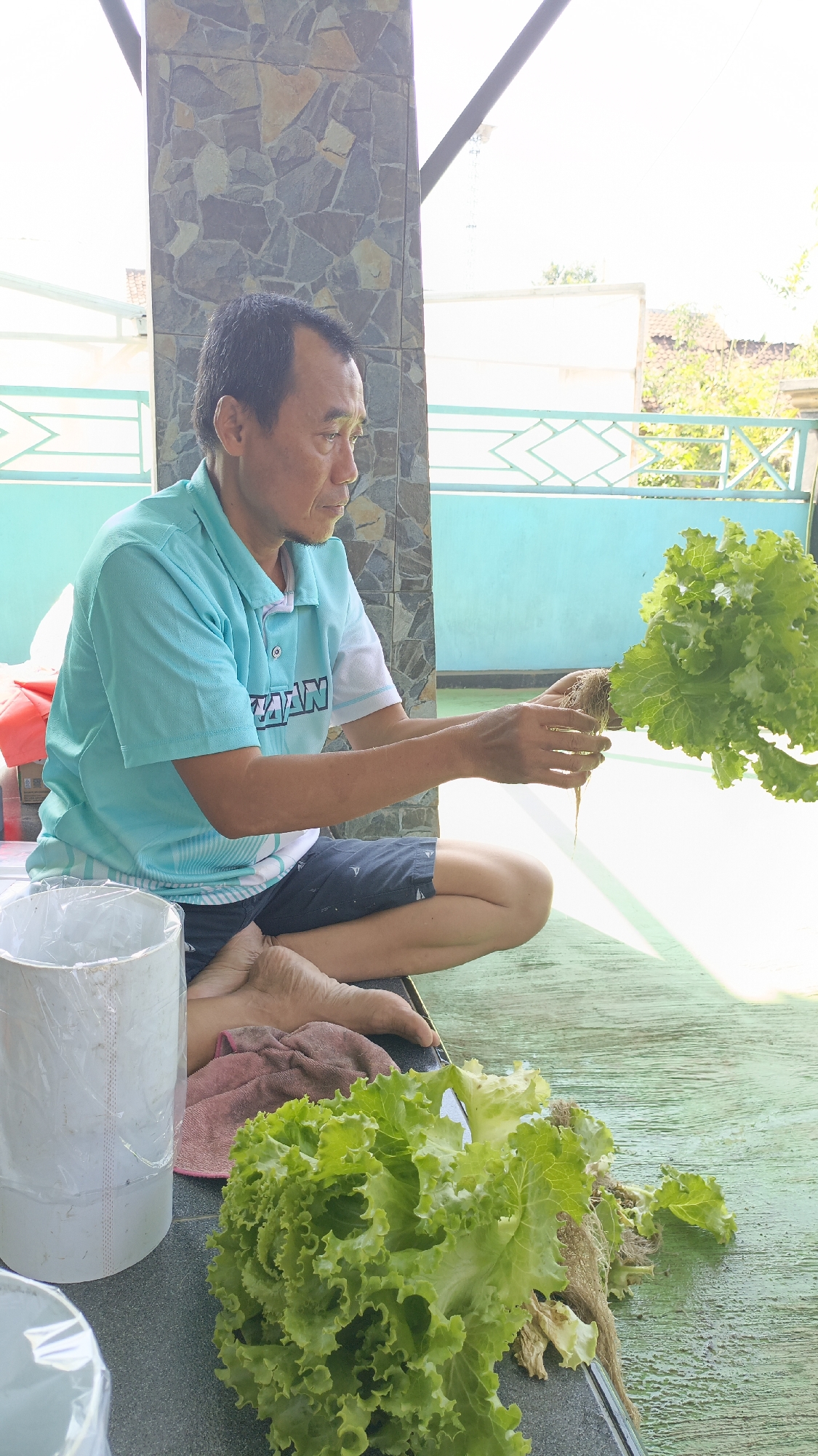 An Asian man, appearing to be in his 50s, sits cross-legged on a light green, wooden outdoor floor, in what is presumably a home or garden area in Srono, Indonesia. He is wearing a short-sleeved, light blue polo shirt with white and dark blue accents and dark blue shorts with a subtle white pattern. The man is holding a hydroponically grown head of lettuce, complete with its root system, in his right hand. His left hand is near the roots, possibly preparing to plant or clean them. To his left, on the floor, is a large, white cylindrical container covered in plastic wrap and a pink cloth. Another head of lettuce, also hydroponically grown, rests on the floor in front of him. In the background, a textured stone pillar and a light blue wall with white decorative elements are visible. Sunlight casts a bright glare across the scene, suggesting it is daytime. The overall environment appears to be a covered outdoor space, perhaps a patio or verandah.