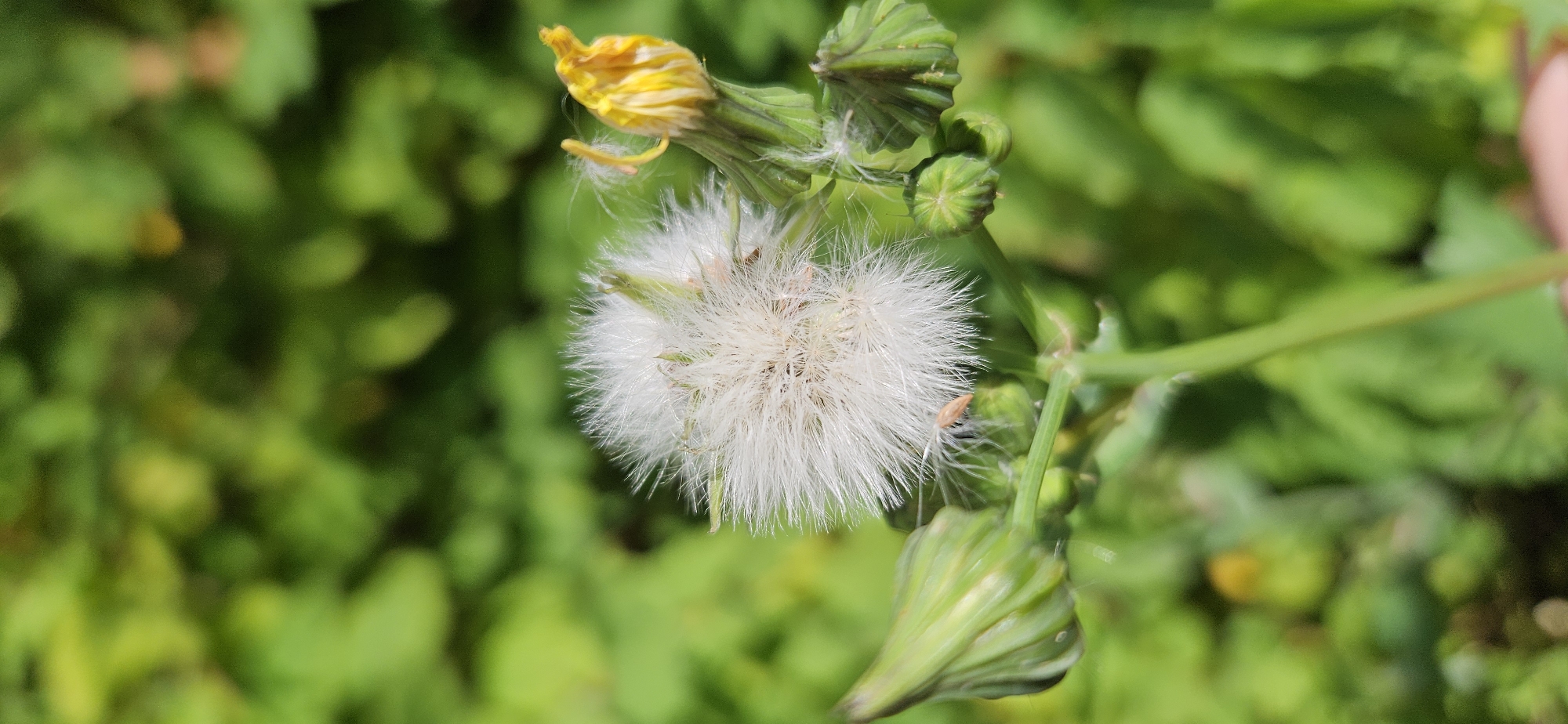 The image is a close-up, vertical shot of a fluffy white dandelion seed head in the center, surrounded by green foliage. To the right of the seed head, a partially opened yellow flower bud is visible. The background is a blur of green, suggesting a natural setting. The image does not provide any information about the city of Vitsebsk, Belarus, or any people, actions, or interactions.