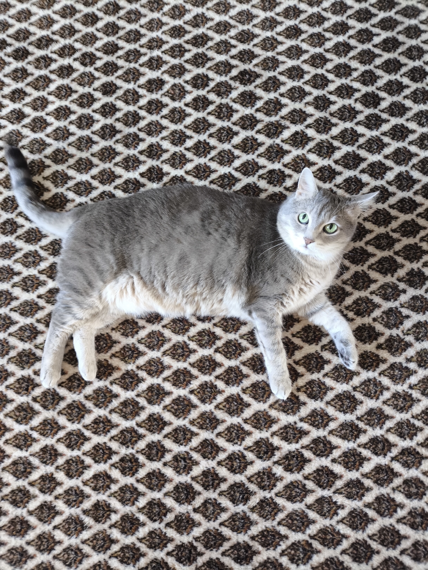 A grey tabby cat with green eyes is lying on a brown and white patterned carpet. The cat is facing the camera and appears to be relaxed. Its body is stretched out on the carpet, with its front paws extended and its hind legs tucked underneath. The carpet has a diamond-shaped pattern with a raised texture. The lighting is bright and natural, coming from above. The scene is indoors, likely in a home. The location is Unknown, Unknown.