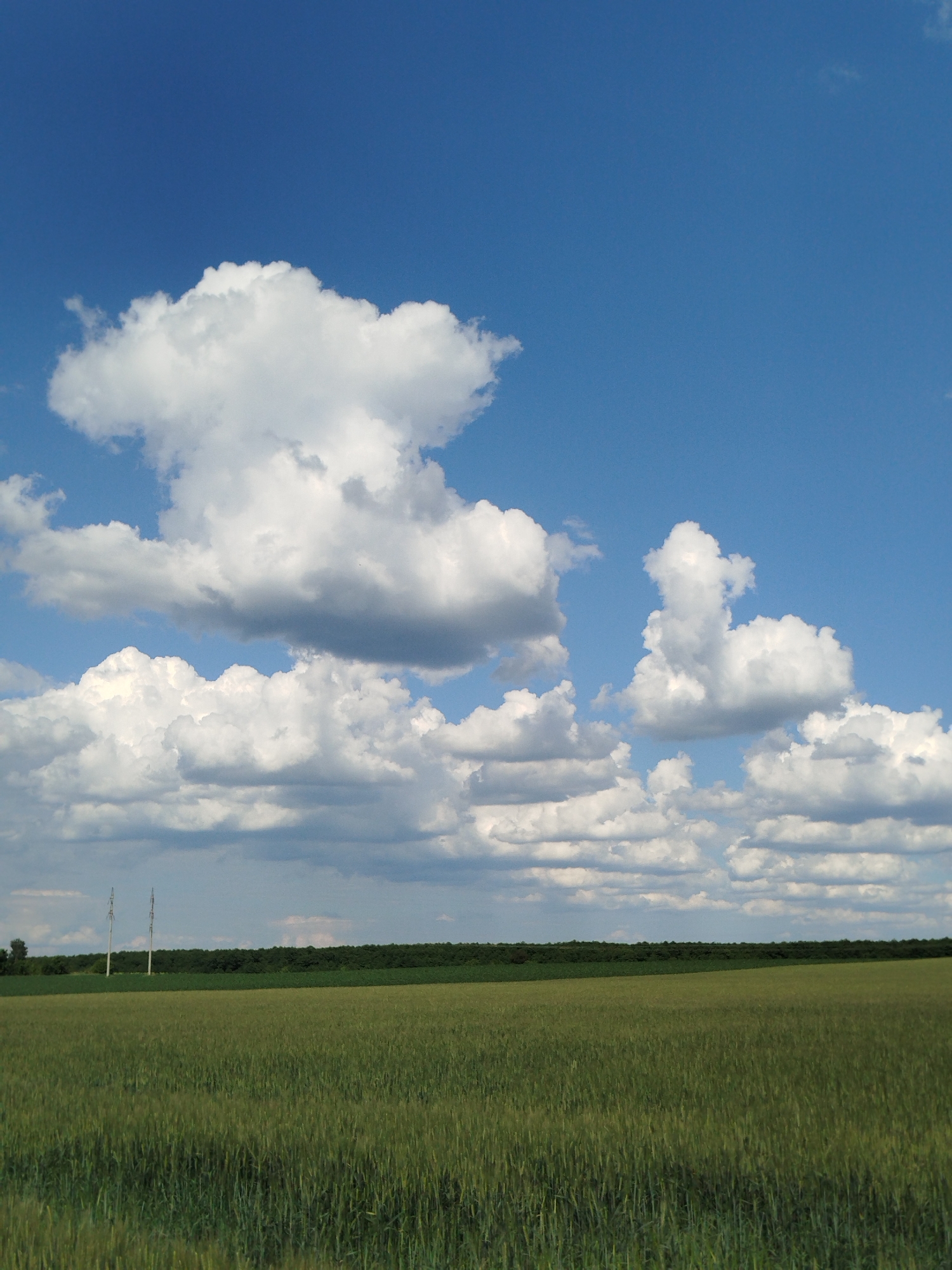 This media file captures a serene and expansive rural landscape in Ustyvytsia, Ukraine, under a bright blue sky. The top two-thirds of the image are dominated by a vibrant blue sky dotted with numerous cumulus clouds. These clouds range from large, fluffy white formations with defined shadows to smaller, flatter, and somewhat greyish clouds lower down, suggesting good light conditions and fair weather during what appears to be late morning or afternoon.
The bottom third of the image features a vast, verdant field of crops, likely young grain such as wheat or barley, stretching towards the horizon. The field displays varying shades of green, from lighter hues in the foreground to deeper tones further back, indicating lush growth. A distinct, dark green treeline or band of vegetation forms a clear horizontal boundary across the middle of the image, separating the agricultural field from the expansive sky. On the far left, two tall, slender utility poles are visible rising above the distant treeline, providing a subtle man-made element in the otherwise natural panorama. There is no visible activity or text. The scene evokes a sense of peace and natural beauty.