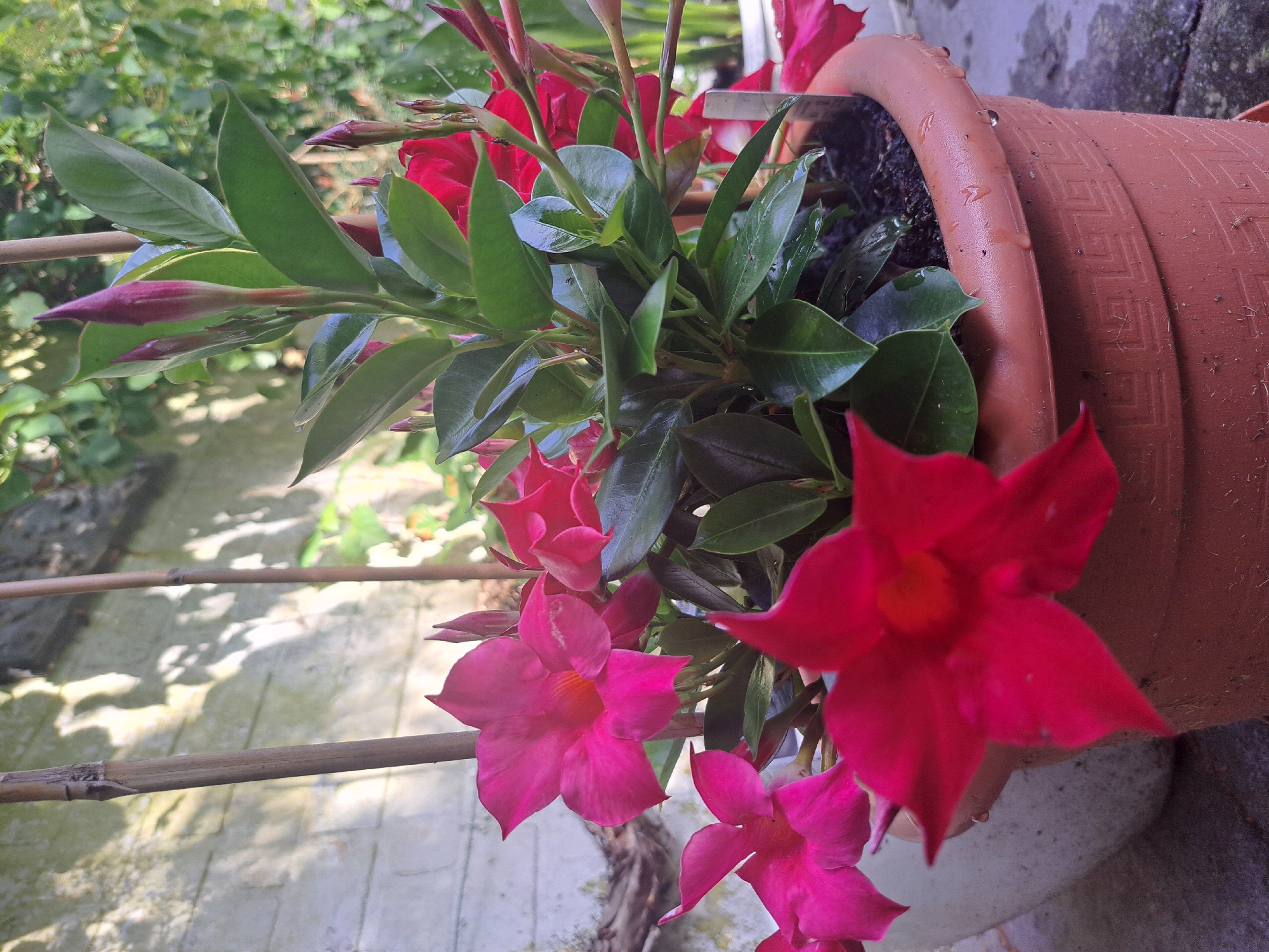 This is a medium shot, eye-level, outdoor, close-up photograph of a potted plant with bright pink flowers. The plant is in a brown plastic pot that has a Greek key pattern around the rim. The flowers are trumpet-shaped and some are in bloom while others are buds. The leaves are dark green and glossy, some with water droplets on them. The background is blurred but appears to be a wall and foliage. The scene is lit by natural sunlight, casting shadows on the wall. There are no people or animals visible in the image.