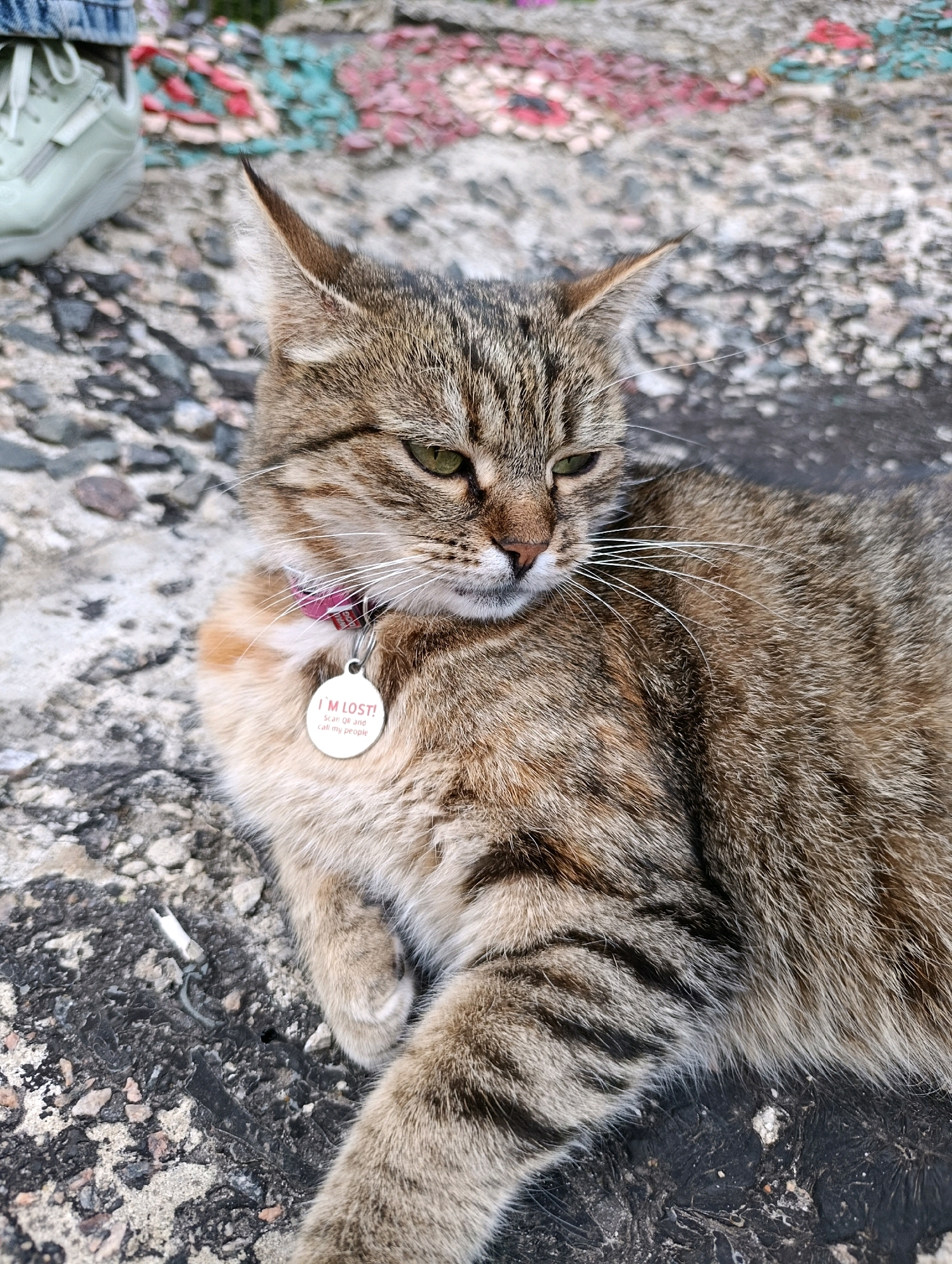The image shows a tabby cat lying on a textured concrete surface. The cat is wearing a pink collar with a circular metal tag that reads "I'M LOST! Scan QR and call my people". In the upper left corner, a portion of a person's legs and a light green sneaker are visible, suggesting the person is either sitting or standing near the cat. The background consists of a rough, grey surface with some scattered colorful debris, possibly graffiti fragments, on it. The scene does not provide any specific geographical markers to identify the city of Cherkasy, Ukraine.