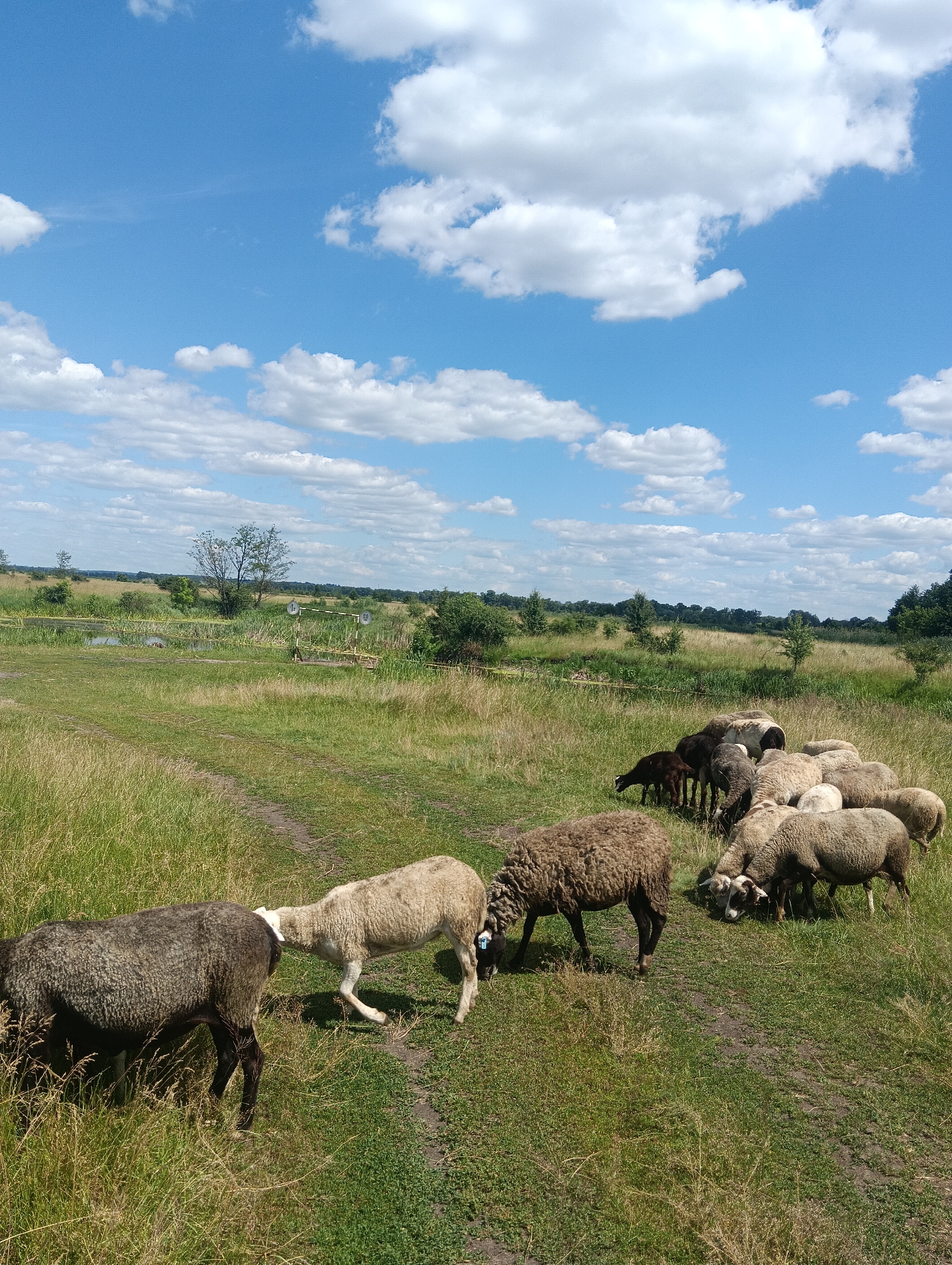 A flock of sheep grazes in a grassy field under a blue sky with fluffy white clouds. In the foreground, a dark-colored sheep is on the left, with its back to the camera, while a lighter-colored sheep is to its right, bending its head down to the ground. Behind them, a larger group of sheep is scattered across the field, some with their heads down grazing and others standing. The landscape is lush with green grass and tall dry grasses, with a narrow dirt path winding through it. In the middle ground, there is a body of water, possibly a pond or stream, surrounded by tall reeds and vegetation. Further in the background, there are trees and a dense treeline in the distance. A white horizontal bar with two circular markers, one labeled "1" and the other unreadable, is visible on the right side of the frame, hinting at a possible agricultural or recreational area. The scene appears to be set during the day, under fair weather conditions, with bright sunlight illuminating the landscape.