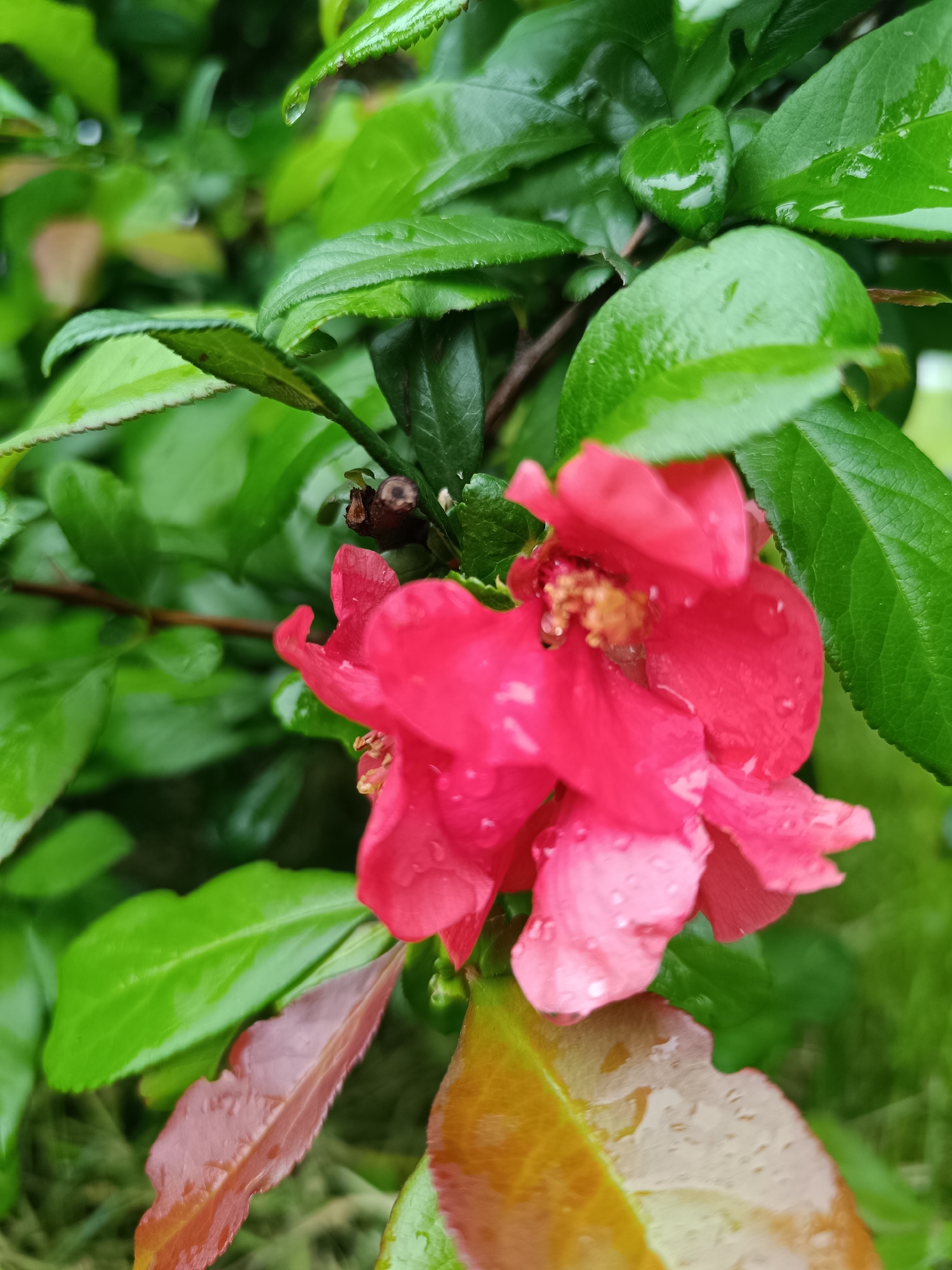Close-up of a flowering quince bush (likely Chaenomeles speciosa) after a rain. The petals of the flower are a bright pink to red, with water droplets adhering to the surfaces. The leaves are predominantly green, with some new growth exhibiting reddish hues. The leaves and petals are wet, indicating recent rainfall. The background is blurred and indistinct, but it appears to be a natural environment, possibly a garden or park. Without more information about the surrounding environment, providing a specific location within Lermontov is not possible.