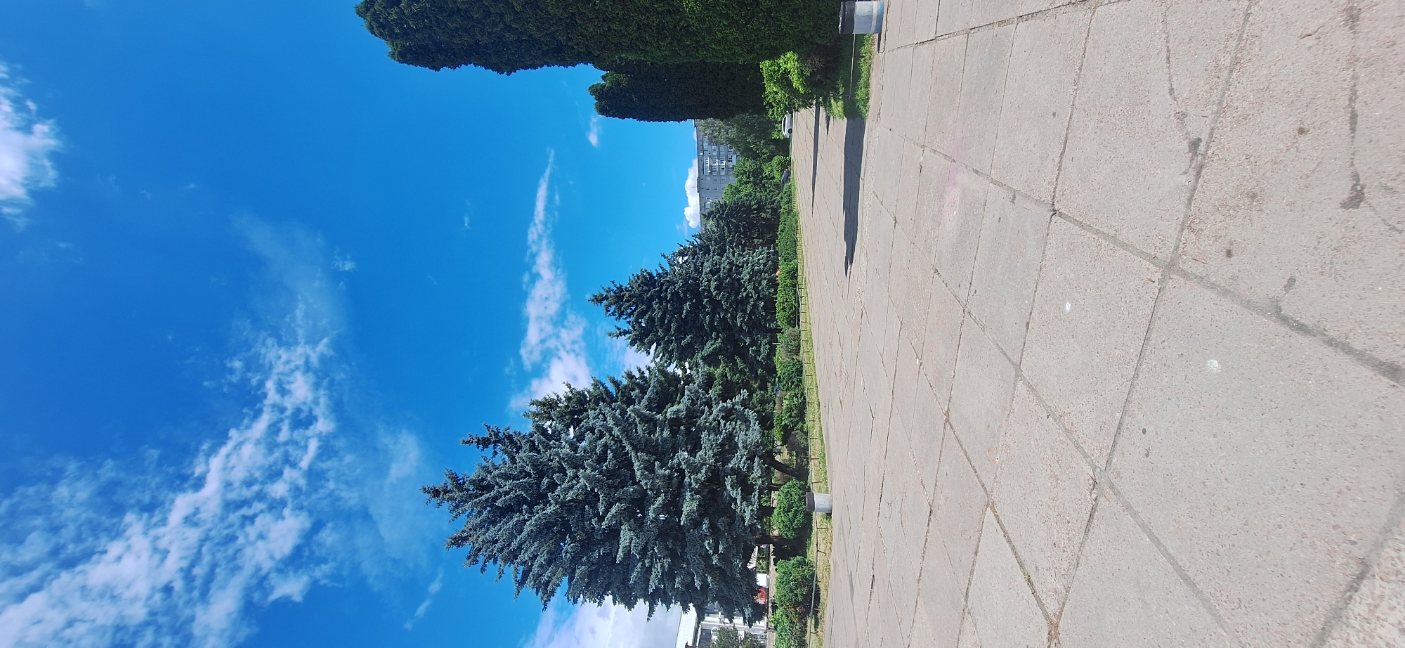The image depicts a clear, sunny day with a bright blue sky dotted with scattered white clouds. In the foreground, a wide, paved pathway made of large, square concrete tiles stretches forward, showing some signs of wear. To the left of the path, a line of lush green bushes and manicured hedges borders a grassy area. Prominently featured are several tall, mature blue spruce trees with dense, deep green foliage. Beyond the trees, a multi-story residential building with a gray facade and numerous windows is visible in the background, suggesting an urban or suburban setting. The overall scene is of a well-maintained public space or park area. The location is identified as Bila Tserkva, Ukraine.