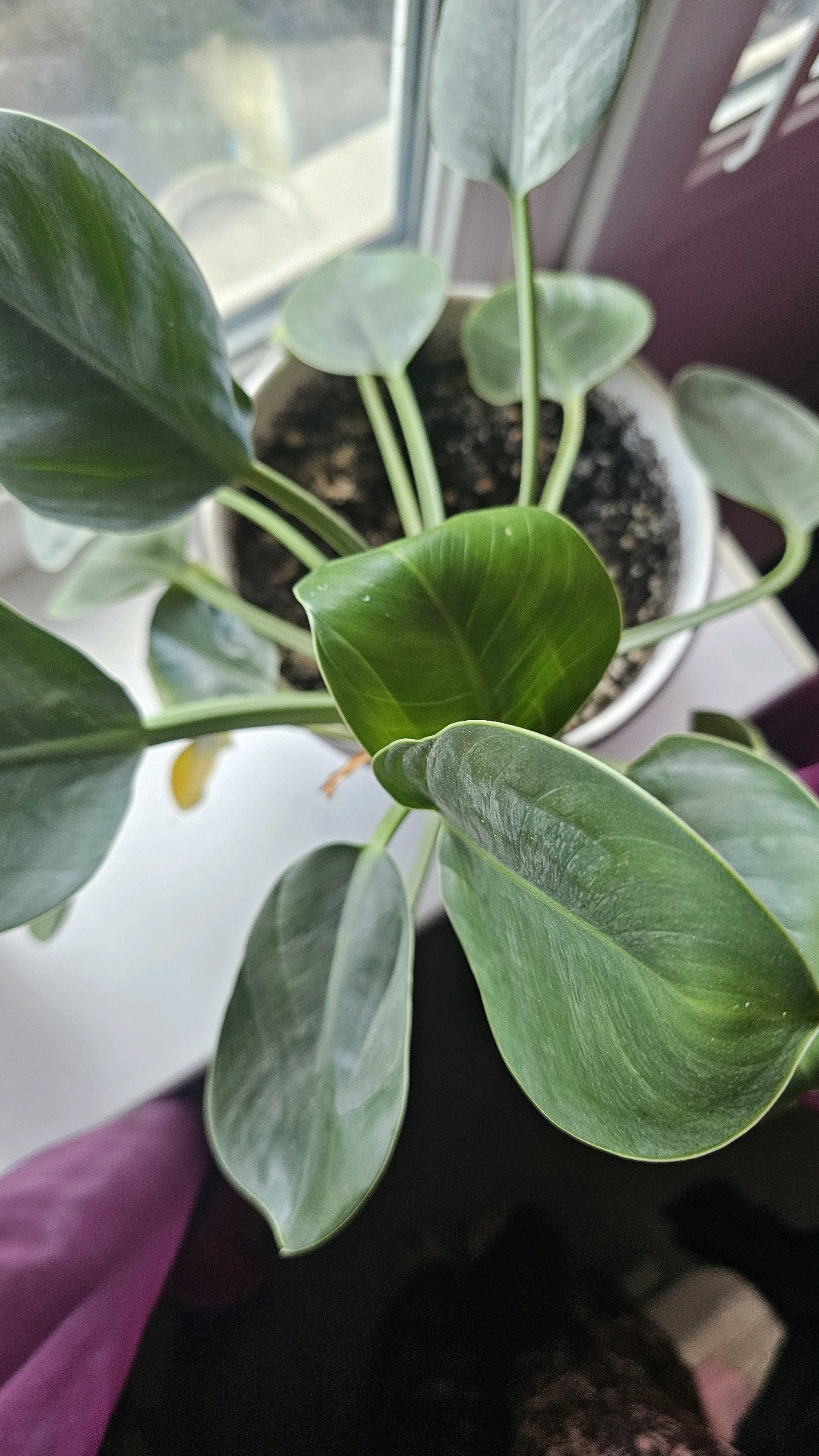 The image shows a close-up, overhead view of a potted plant with large, dark green leaves. The plant is placed on a windowsill, with a blurred background that includes a window and a purple fabric. The lighting suggests an indoor environment. There are no people or animals visible in the image. The scene is entirely devoid of any context related to the city of Rostov-on-Don, Russia.