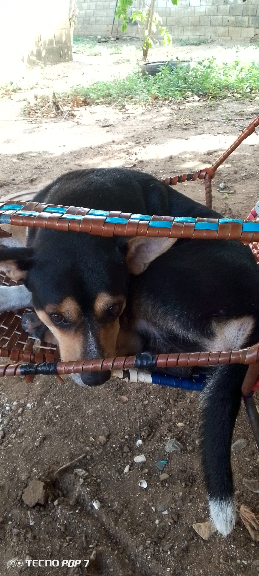 A black and tan dog lies on a woven chair, partially obscured by the chair's frame. The dog's head is lowered, and its eyes are looking down. The chair is made of brown woven material, with some blue and white accents. The background is out of focus, but appears to be an outdoor setting with dirt ground and some vegetation. In the lower left corner of the image, a watermark reads "TECNO POP 7". The scene is likely outdoors in Altagracia, Venezuela, given the lighting and the type of vegetation visible. The overall impression is of a relaxed or resting dog in a simple, outdoor environment.