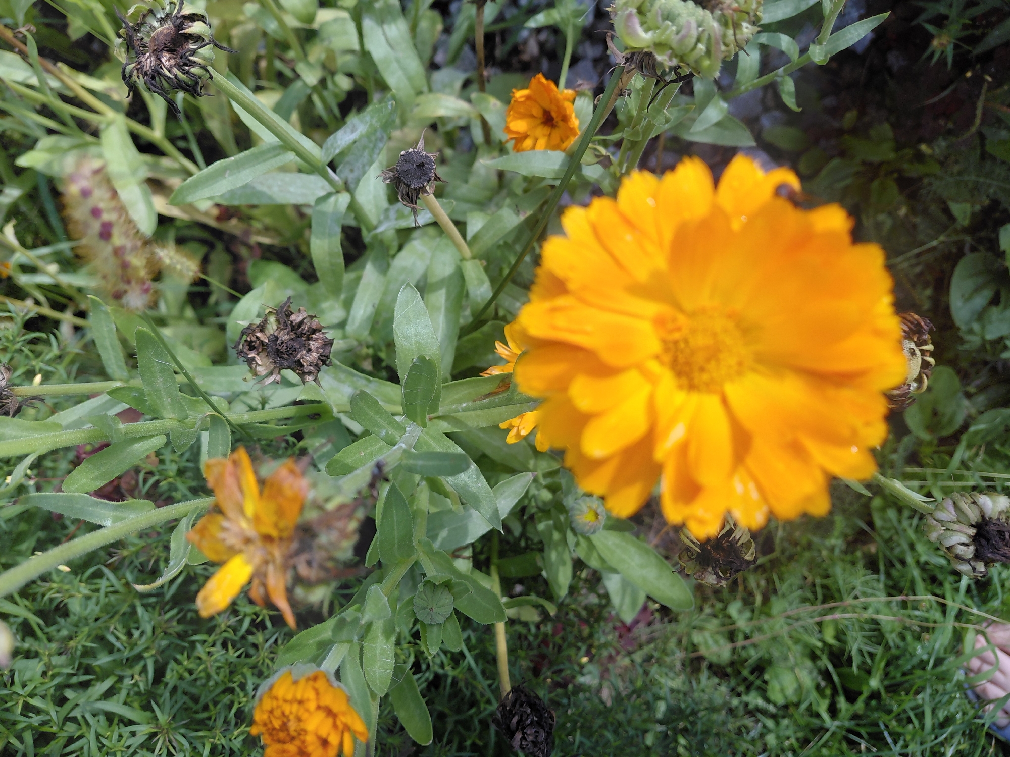 An outdoor, top-down, slightly angled, medium shot captures several orange calendula flowers and some dried seed pods. The flowers are in various stages of bloom, with the largest and brightest orange flower occupying the bottom center of the frame, its petals slightly out of focus. To the left of this large flower, a smaller orange flower is also visible, though less sharp. In the upper left quadrant, another orange flower with fewer petals is in focus. Scattered amongst the living flowers are several dark brown, dried seed pods, some still attached to their stems. The plants are surrounded by green foliage and grass, with some of the grass appearing dry and brown in places. The scene is set in a garden environment, with no discernible urban features suggesting a specific location within Malinovka, Russia. No people are visible in the frame.