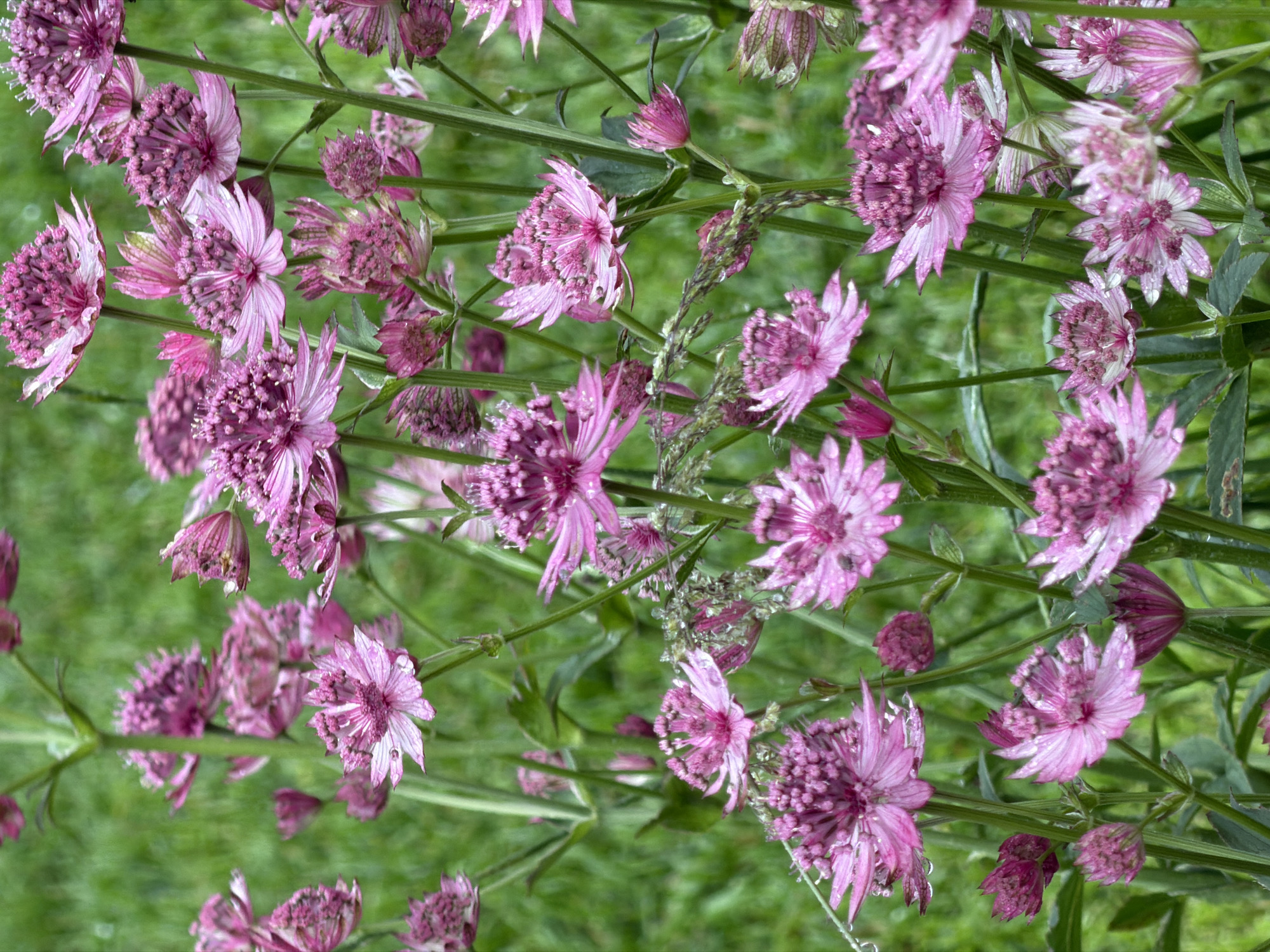 The image displays a close-up, overhead view of a cluster of pink and purple Astrantia flowers, also known as masterwort, with a blurred green background of grass. The flowers are the primary subjects, with their intricate, star-like shapes and delicate petals. Some flowers are in full bloom, showing their central, spiky florets surrounded by a ruff of pointed bracts, while others are still in bud. Small droplets of water are visible on some of the petals, suggesting recent rain or dew. The lighting appears to be natural daylight, with no harsh shadows, indicating it might be a cloudy day or the image was taken during soft morning or evening light. The setting is a garden or natural outdoor space, consistent with the location context of Saint Petersburg, Russia, where such flowers are commonly found. No people, text, or specific events are depicted in the image. The overall mood is serene and naturalistic, focusing on the beauty of the flora.