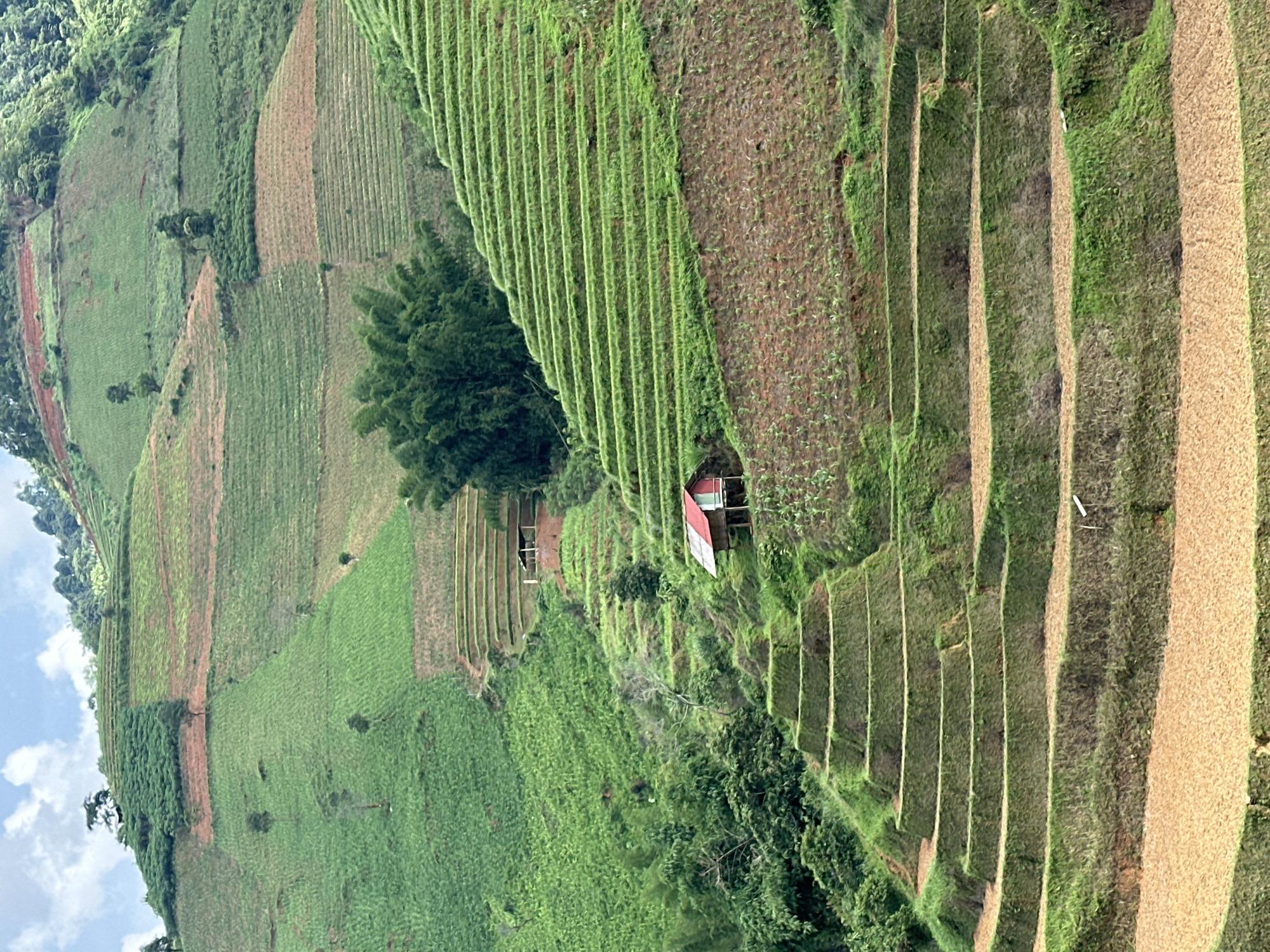 This image presents a vibrant, vertically oriented view of expansive terraced fields in a mountainous region, specifically Khao Mang, Vietnam. The scene is dominated by intricate patterns of agricultural cultivation carved into steep hillsides.
The main subjects are the numerous tiers of terraced farmland, displaying various shades of green and brown. Some terraces are lush with dense, vibrant green crops, possibly rice or other young plants, arranged in neat, linear rows. Other sections show exposed reddish-brown soil, indicating freshly tilled land or areas awaiting planting, while some higher terraces feature drier, lighter-colored vegetation, possibly mature crops or stubble.
Scattered throughout the landscape are patches of natural vegetation, including dark green trees and what appears to be a bamboo grove near the center. Two small, simple structures with reddish roofs are nestled among the terraces on the upper right side, suggesting human habitation or agricultural shelters.
The activity depicted is the extensive cultivation of land through terracing, a common practice in mountainous agricultural areas to maximize arable land and prevent erosion. There are no people visible, and no specific event is captured, but the landscape itself speaks of ongoing farming efforts.
Notable details include the clear daylight conditions, indicated by the natural illumination, though the sky, visible in the upper left, shows soft white clouds against a pale blue, suggesting a partly cloudy or overcast day. The structures appear basic and functional, typical of rural farm dwellings. The image's vertical orientation emphasizes the dramatic slope of the terrain. There is no visible text in the image.