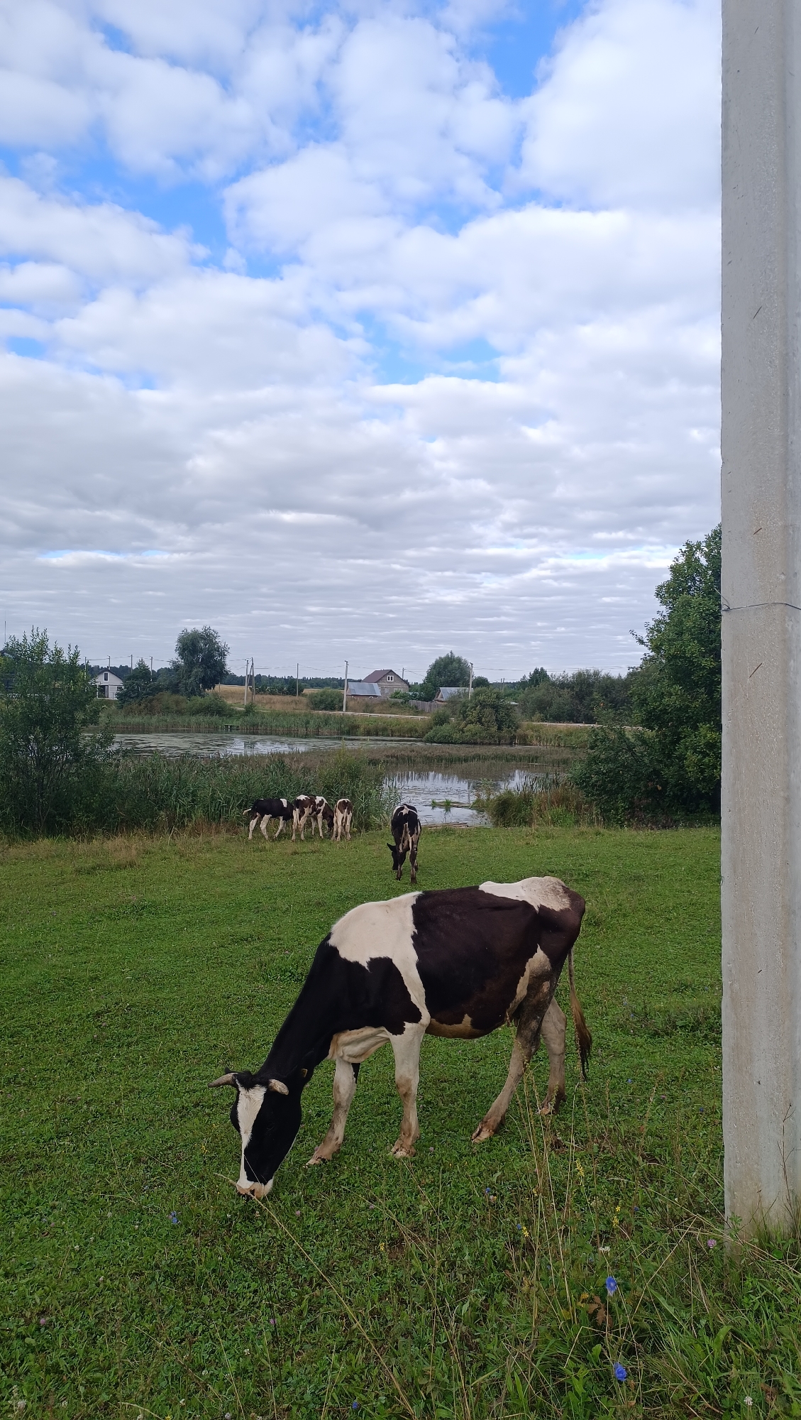 A black and white cow grazes in a green pasture. In the background, several smaller cows stand near a body of water. Houses and trees are visible beyond the water, and a cloudy sky with patches of blue completes the scene. The image appears to be taken in a rural area, possibly on the outskirts of Karsha, Russia, given the presence of what looks like a utility pole to the right of the frame.