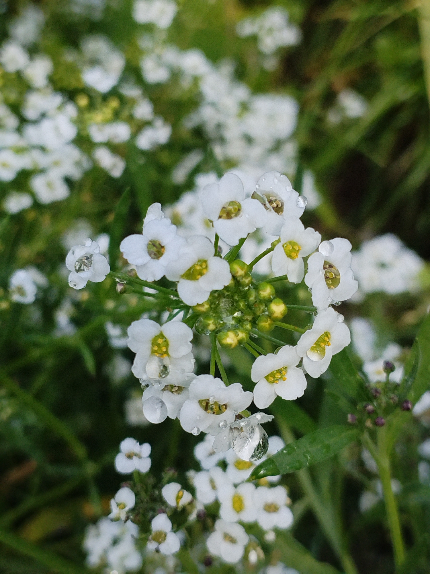 A close-up, macro photograph depicts a cluster of small, white flowers with yellow centers, possibly Sweet Alyssum, in Bialynichy, Belarus. Several of the delicate petals are adorned with clear water droplets, one of which refracts light, creating a magnifying effect. The flowers are interspersed with green foliage and blurred, out-of-focus white flowers in the background, suggesting a garden or natural setting. The lighting is natural, casting subtle shadows and highlighting the dewdrops. No people or animals are visible in the image.