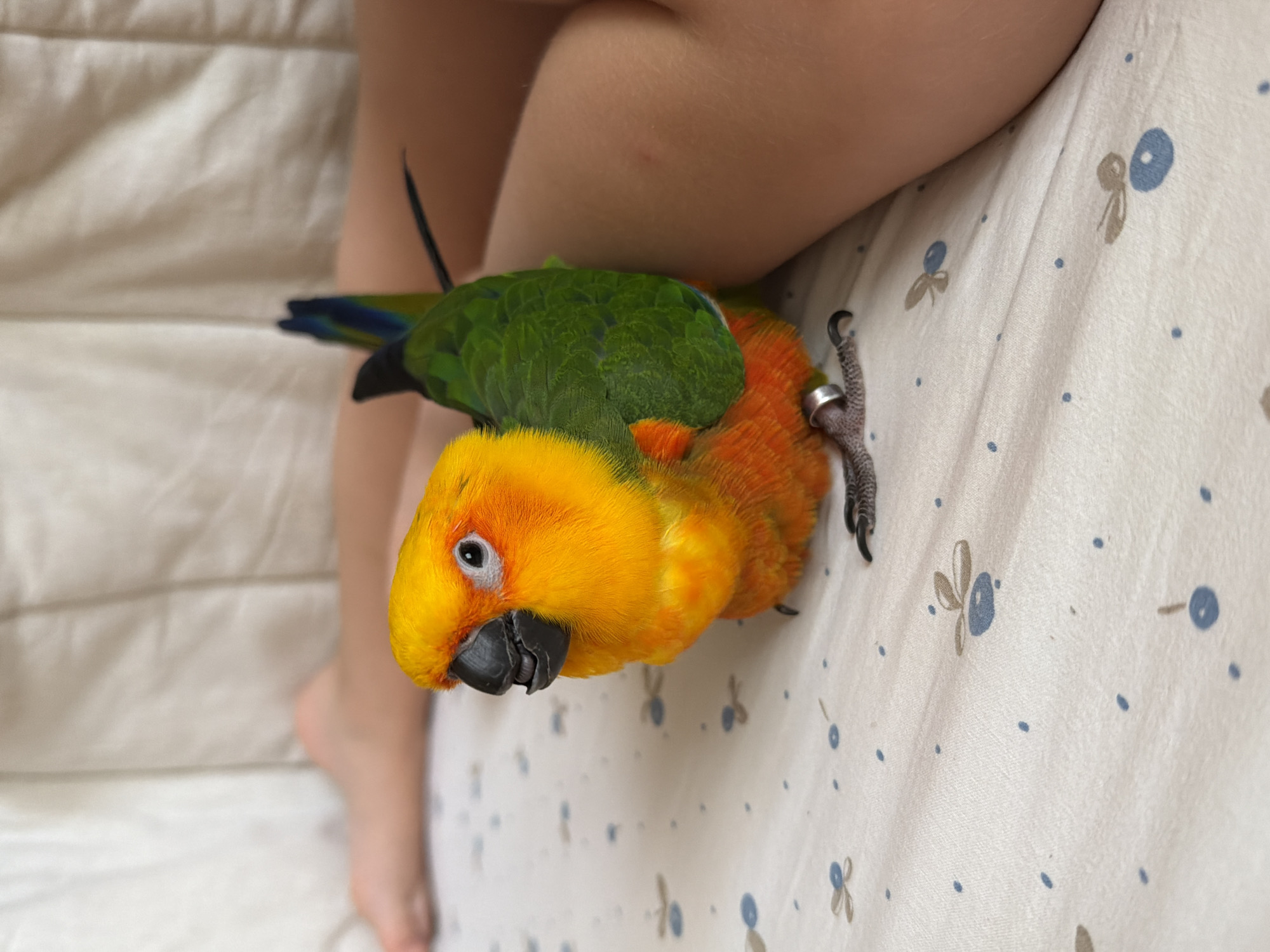 A vibrantly colored Sun Conure parrot with orange and yellow plumage on its head and chest and green wings sits on a patterned white surface. The parrot is facing left, with its beak slightly open and its dark eye looking forward. Its right foot is visible, with a silver band around its leg, and sharp black talons. Behind the parrot, human legs are visible, suggesting the parrot is on a person's lap or a bed with a person nearby. The patterned surface appears to be a blanket or sheet with small blue and brown floral designs. The lighting is soft, and the background is slightly blurred, indicating the focus is on the parrot. This image was taken indoors, on a flat surface.