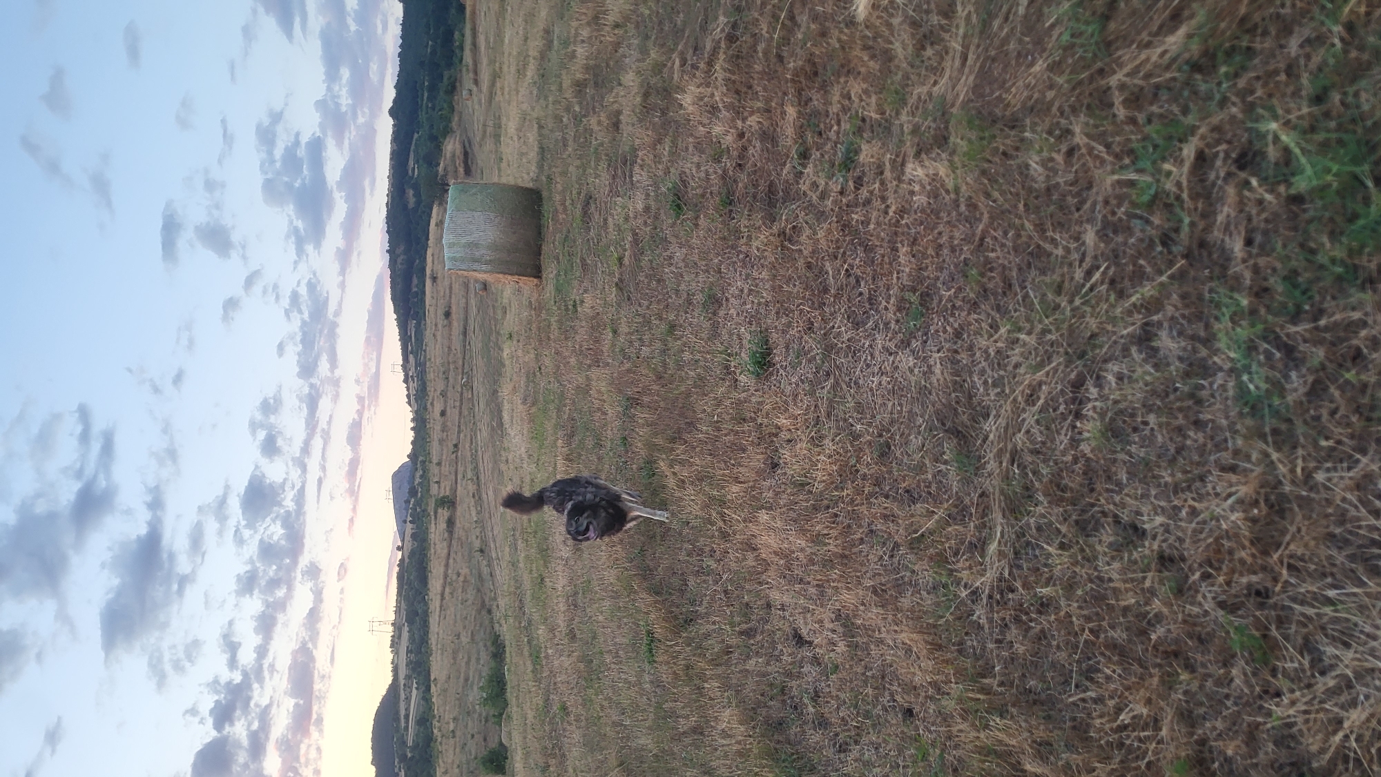 An image shows a dog running through a field of dry grass with a bale of hay in the background. The sky is blue with scattered clouds, and the sun appears to be setting, casting a warm glow over the scene. The field is gently sloping, with hills in the distance. The dog is a medium-sized, shaggy breed with dark fur and a bushy tail. It is running away from the camera, with its head turned to the side, as if looking back. The bale of hay is large and cylindrical, wrapped in green netting. The overall impression is one of a peaceful, rural landscape.