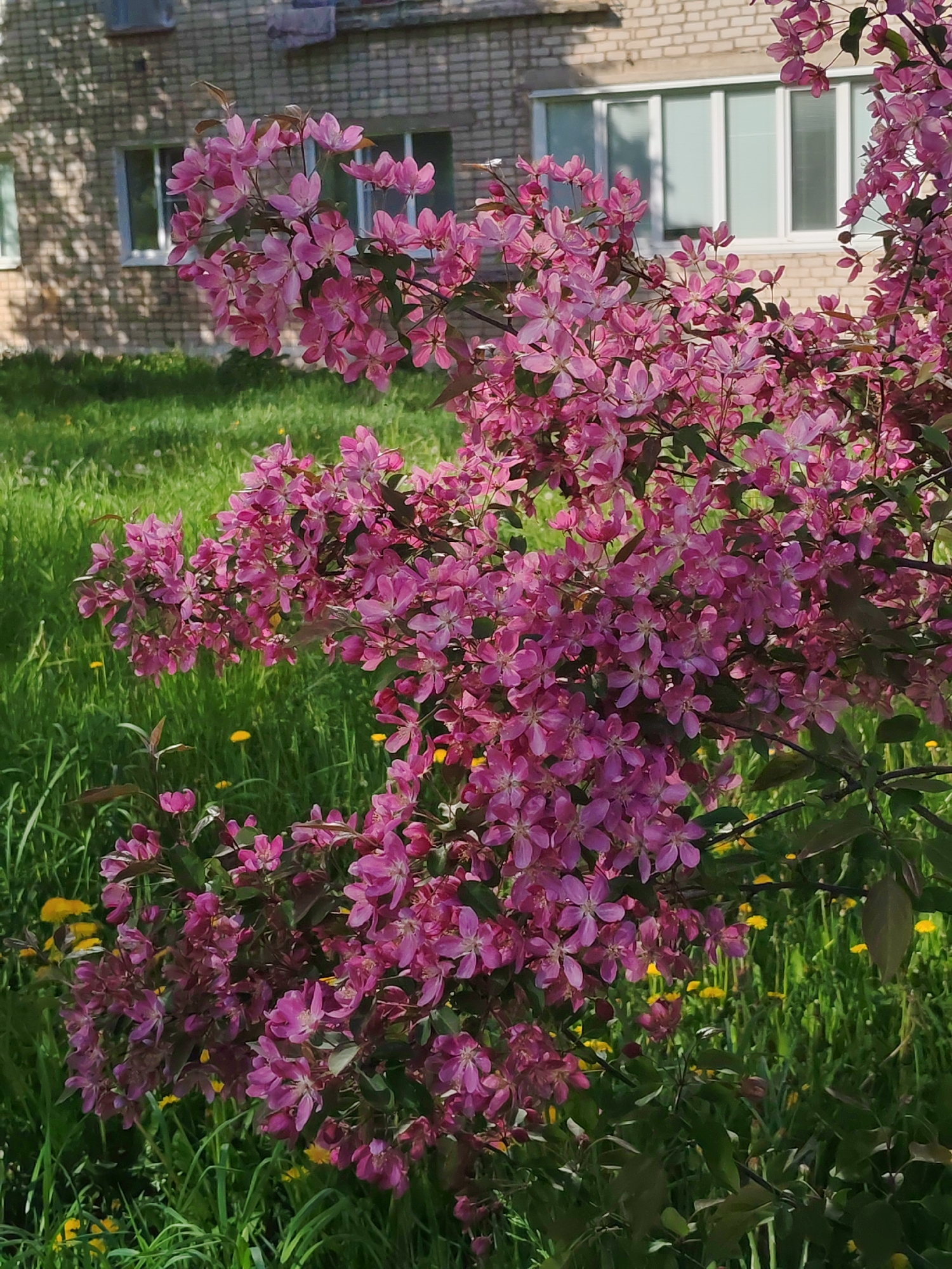 The image shows a flowering tree with pink blossoms in front of a brick building. The building has white-framed windows and what appear to be air conditioning units. The tree is in full bloom, with a dense cluster of pink flowers. The ground is covered in green grass with scattered yellow dandelions. The photograph was taken during the day in Chaikovsky, Russia, with bright light.