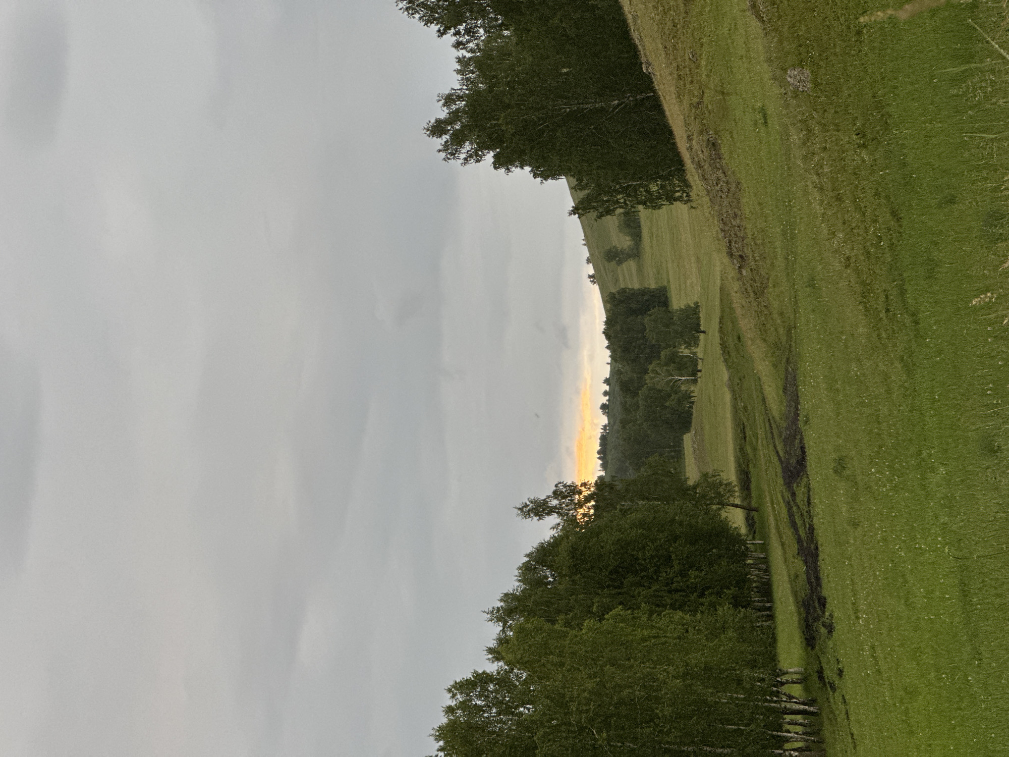 A wide-angle, eye-level shot captures a landscape under a cloudy sky. In the foreground, a grassy slope is visible. To the left, a cluster of birch trees with white bark and green foliage stands tall. Further into the middle ground, rolling hills covered in green grass and scattered trees are seen. In the distance, a faint orange glow on the horizon suggests a sunset or sunrise behind the clouds and trees. The environment is natural and undeveloped, with no signs of human structures or activity other than a dark patch of disturbed earth on the left-hand grassy slope.