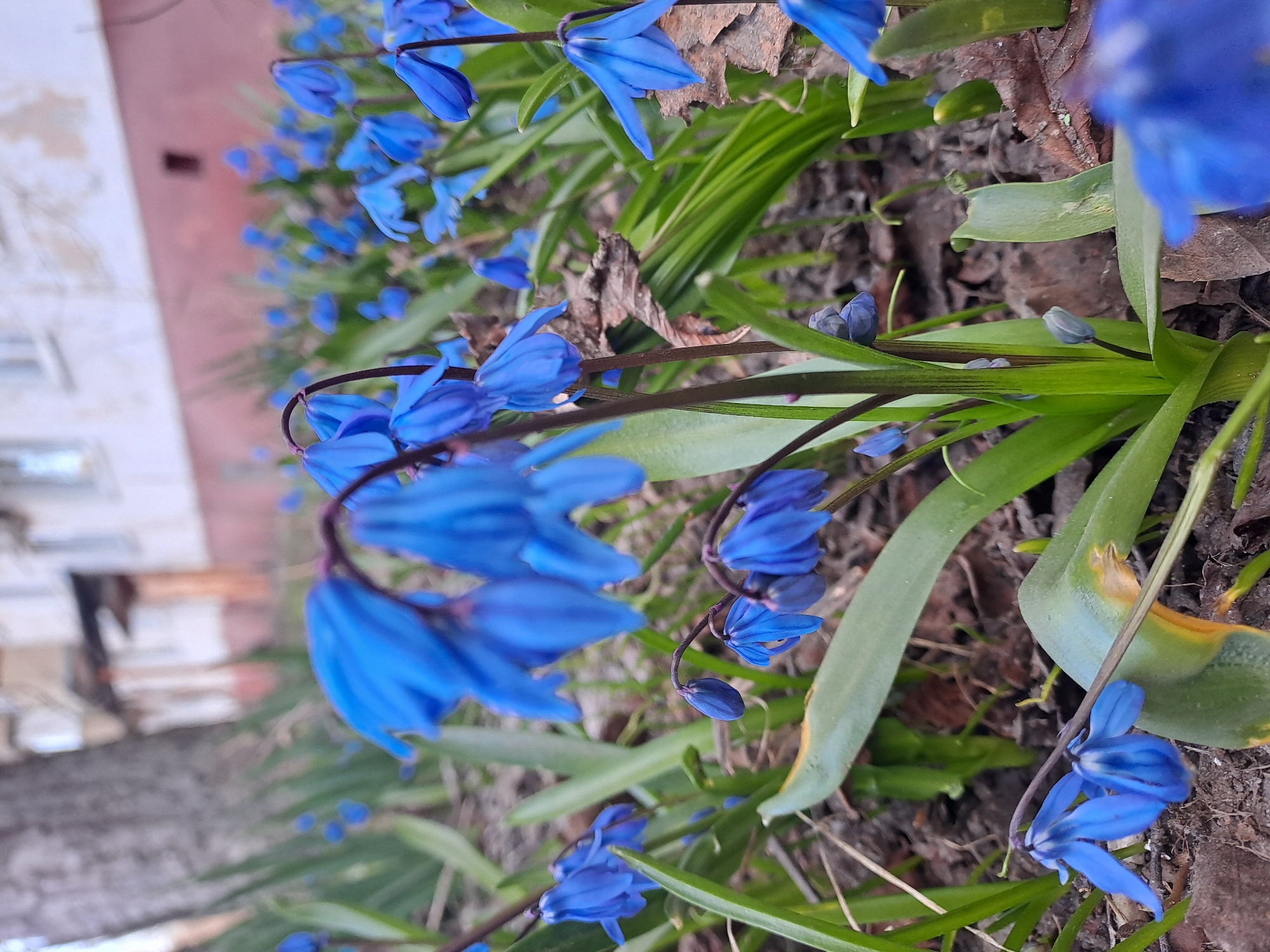 The image shows a close-up view of bright blue Scilla flowers growing in what appears to be a garden or natural area in Elektrostal, Russia. The flowers have slender green leaves and are planted in brown soil with some fallen leaves and debris. Some buildings are visible in the blurred background on the left. The flowers are the main focus, with some in full bloom and others in bud. The stems of the flowers are dark and curved. The image appears to be taken at ground level.
