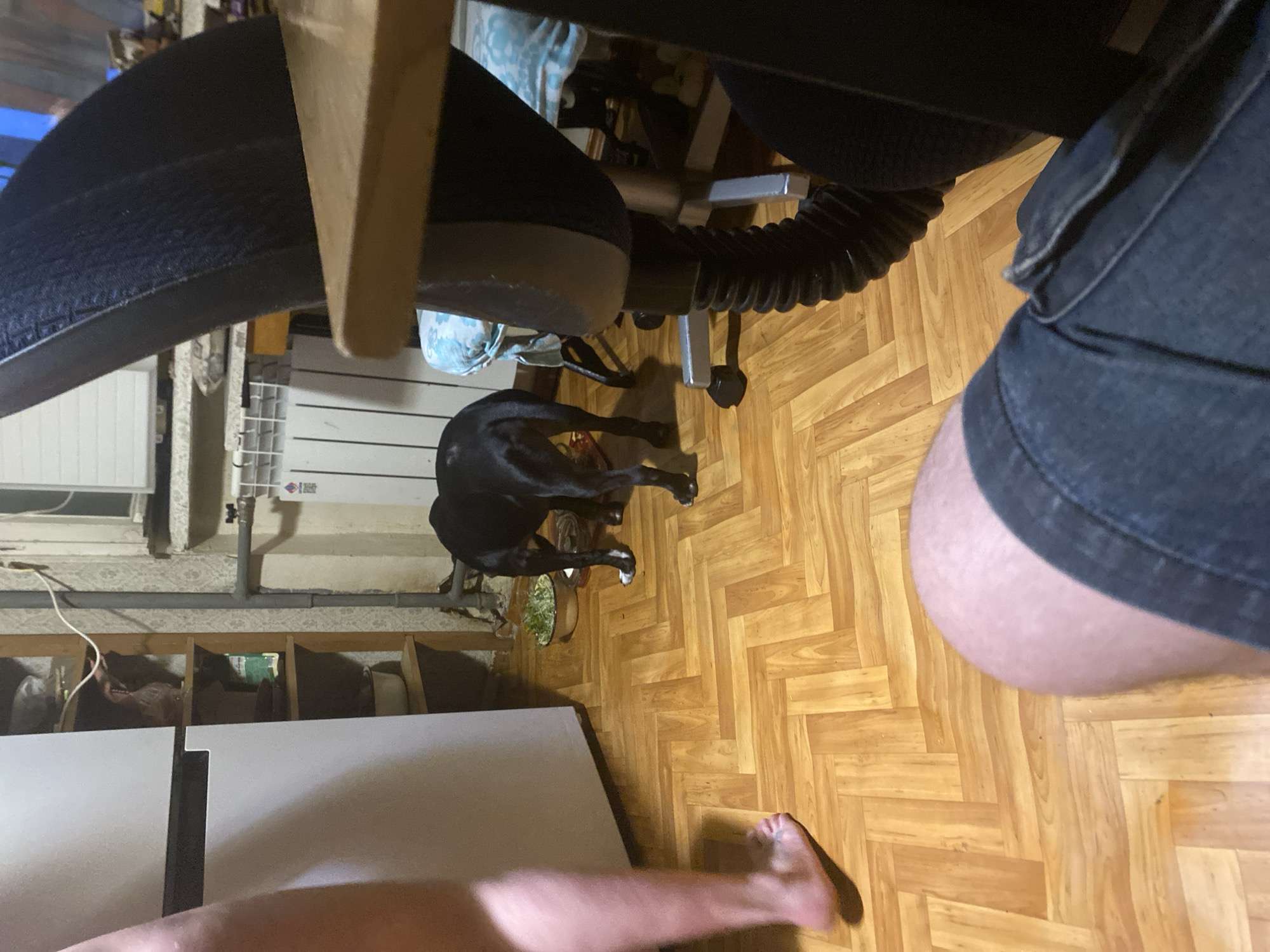 The image depicts an indoor scene with a black dog on a wooden parquet floor. To the left, a person's legs and feet are visible, with the left leg in the foreground appearing bare and the right leg slightly out of focus. The dog is positioned in the middle of the frame, facing away from the camera, with its tail up. In the background, a white refrigerator is on the left, and shelves with various items are visible to the right of the refrigerator. A radiator is mounted on the wall behind the dog. To the right of the radiator, part of a chair with a blue patterned cushion is visible. A wooden table is partially obscuring the right side of the image. The overall environment appears to be a residential interior. The location is specified as Khimki, Russia.