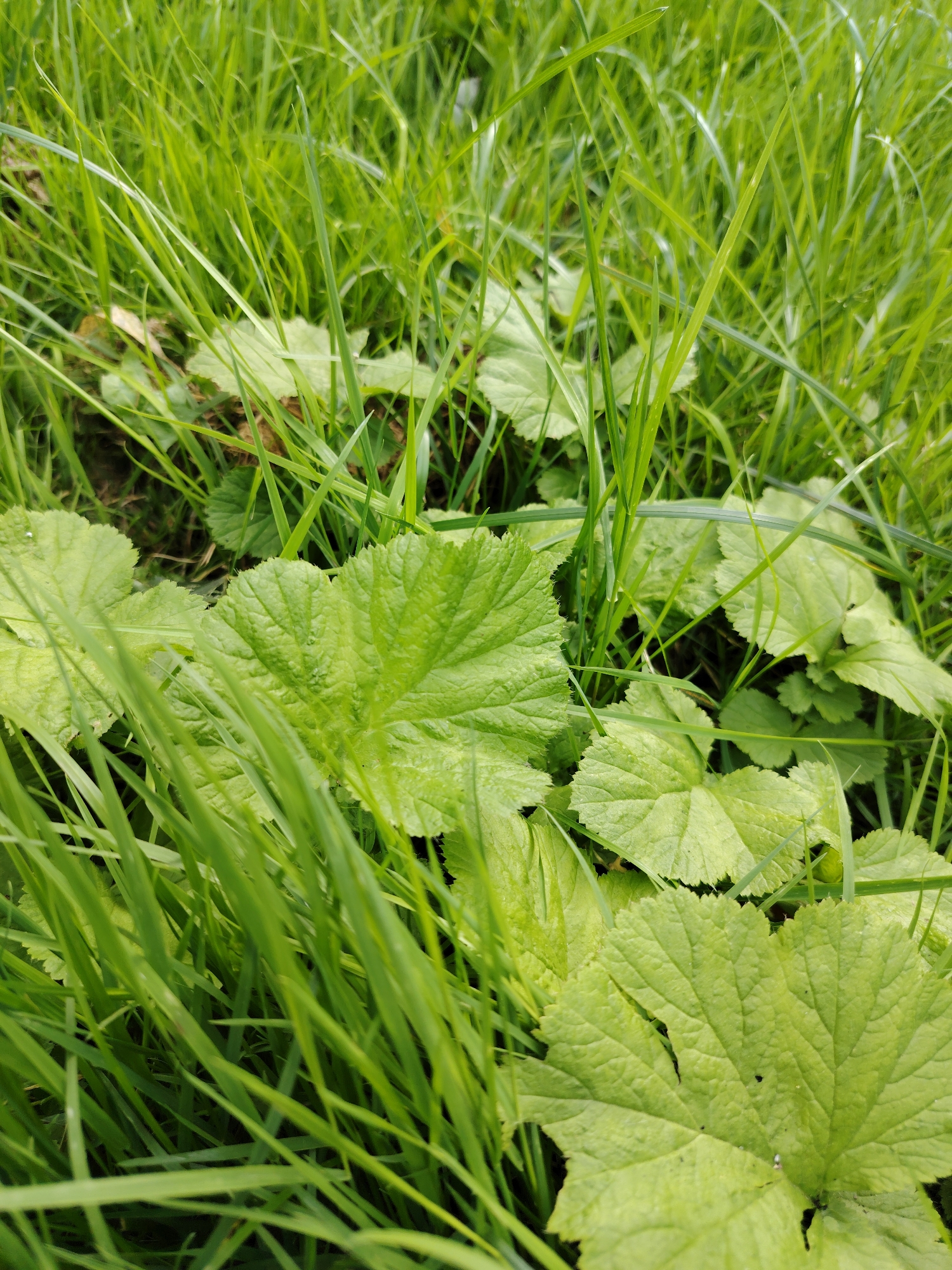 The image is a close-up shot of lush green grass and broad, textured green leaves. The blades of grass are predominantly in focus, creating a sense of depth and movement. The leaves, which appear to be from a plant like mallow or hosta, are slightly out of focus in some areas but clearly show their prominent veins and serrated edges. The lighting suggests an overcast day or dappled shade, resulting in soft illumination. There are no people, animals, or man-made objects visible. The scene is natural and appears to be a section of unkempt ground cover, likely in a park or a less manicured garden area. The location is specified as Zelenograd, Russia, implying an outdoor setting within this city.