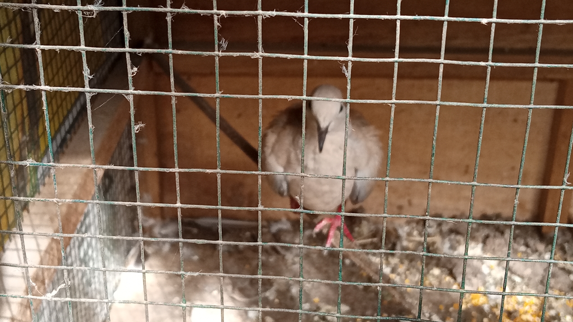 A light brown bird with pink feet is standing inside a metal cage in Geulanggang Teungoh, Indonesia. The cage has a wooden background and a wire mesh front. The bird is facing forward and appears to be looking at the camera. The ground inside the cage is covered with birdseed and droppings.